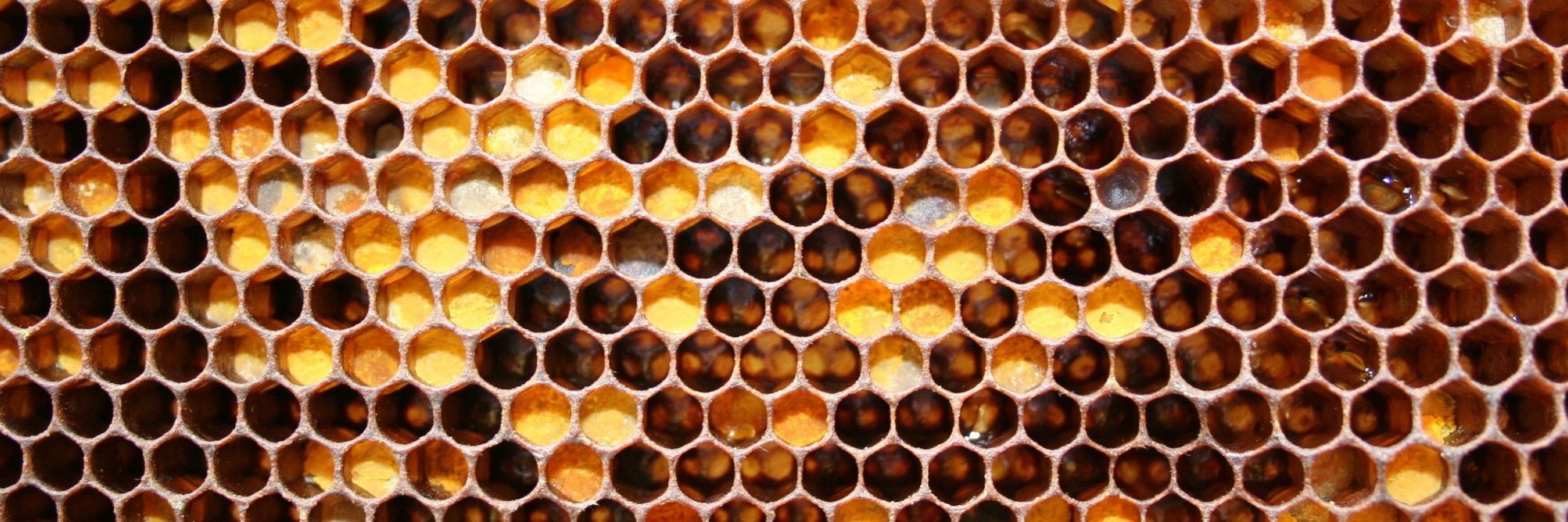 0x2a