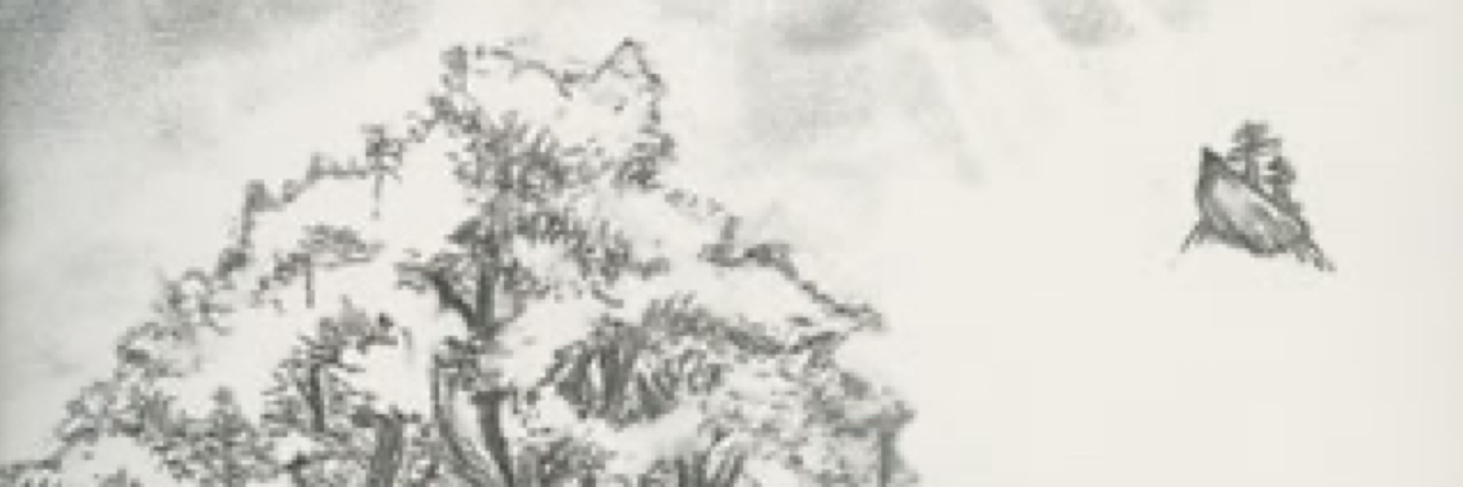 Yggdrasill(ゆぐ)