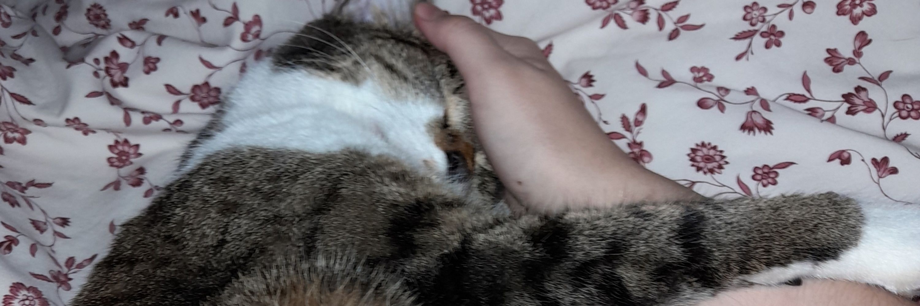 cal