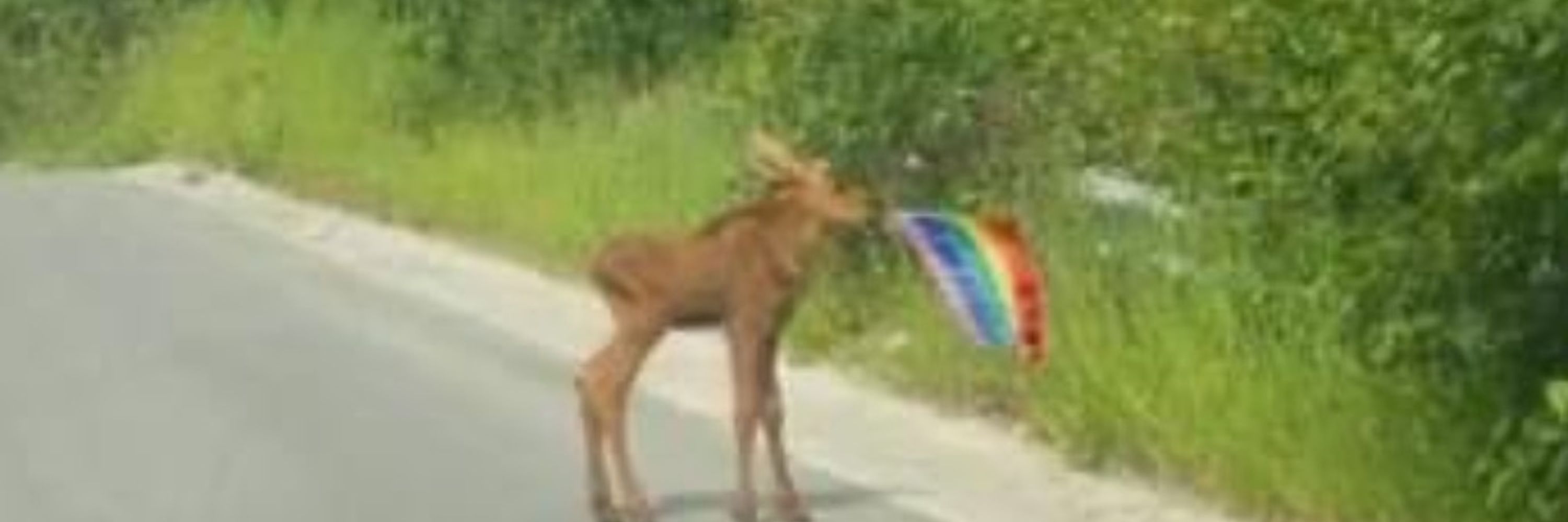 salmonmoose 🫎🏳️‍⚧️🫎🏳️‍⚧️🫎