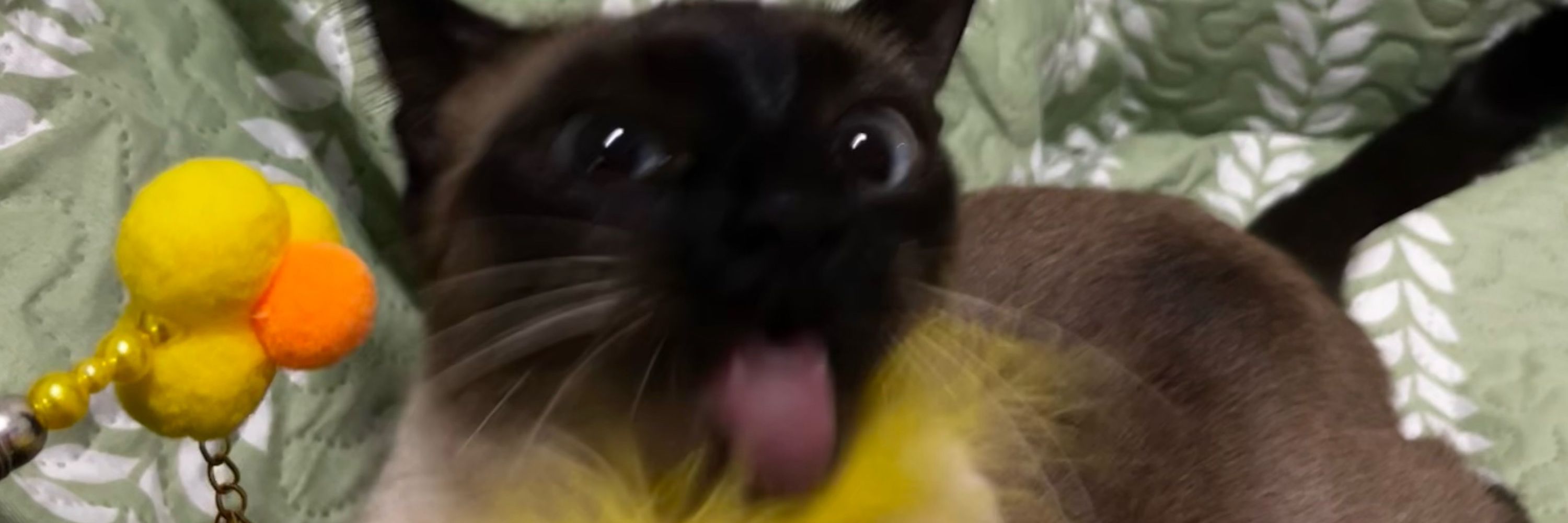 ana