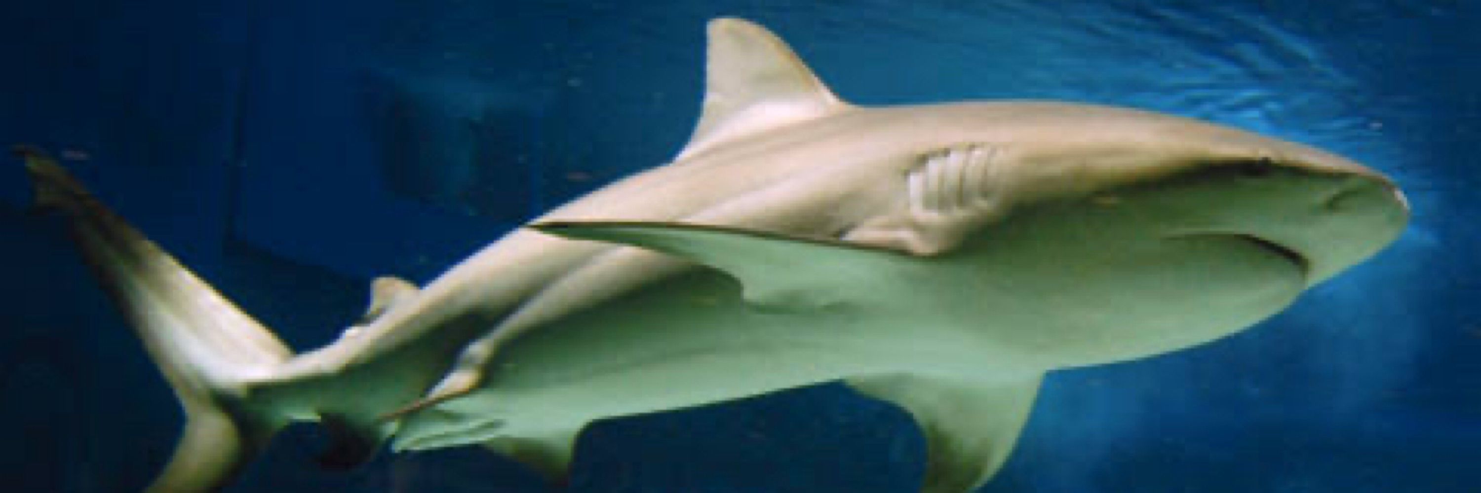 もちさめ🦈