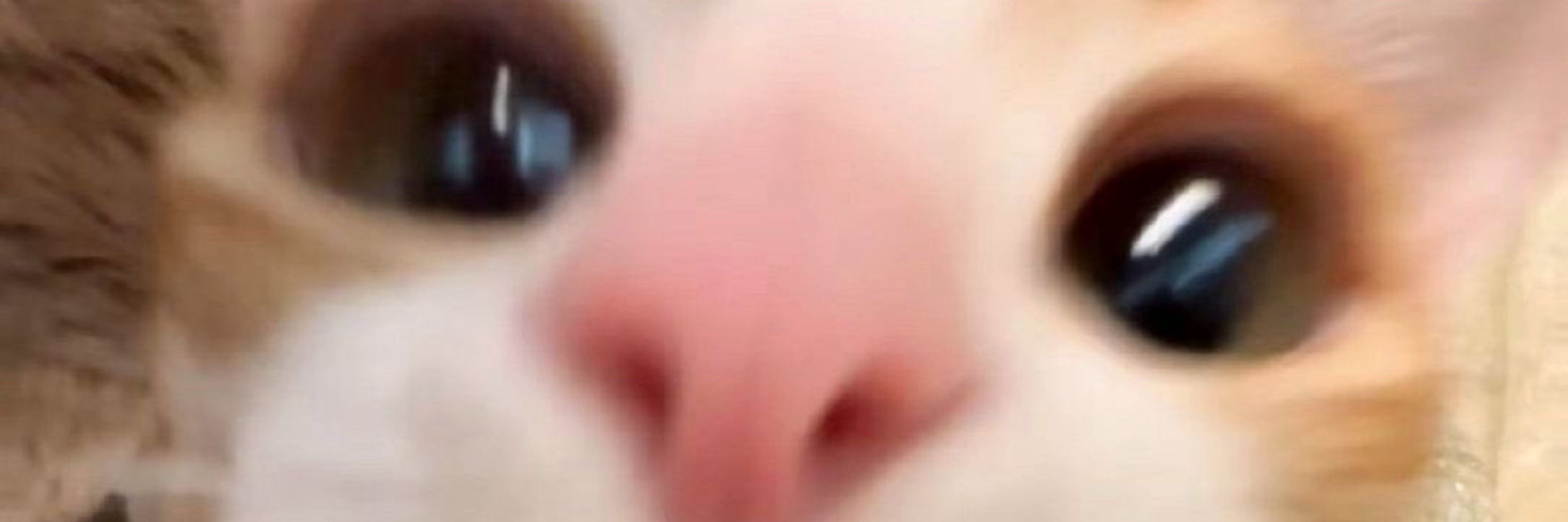 Bug