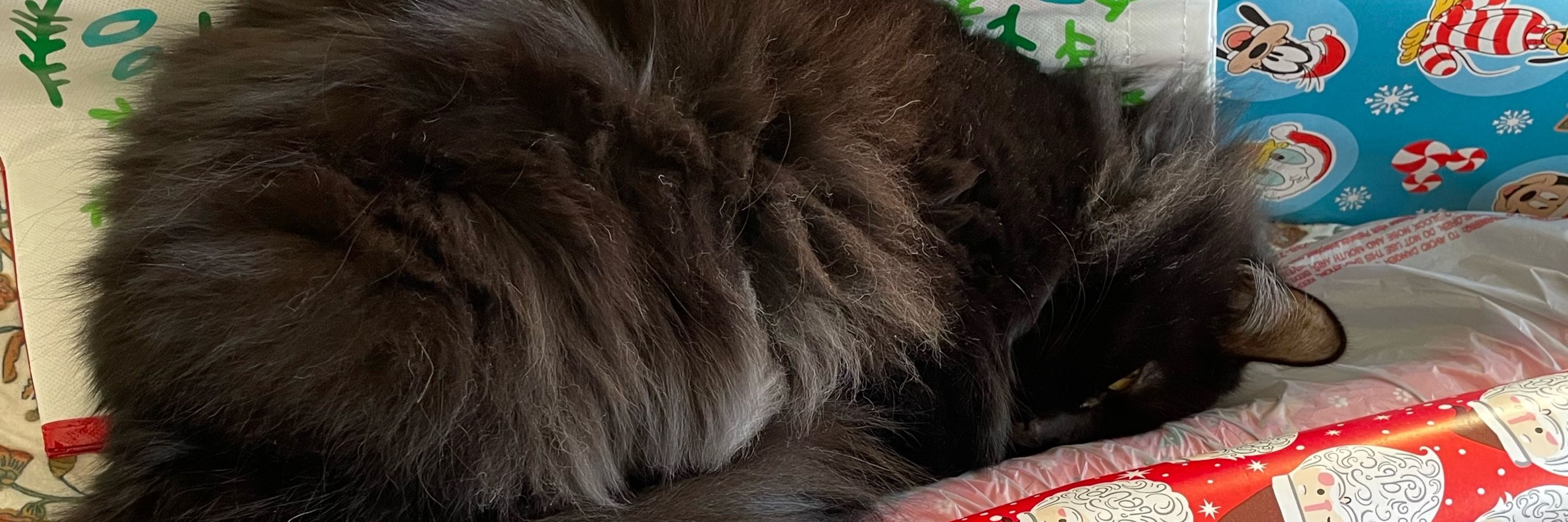 Kat =^•^= 🫶🏻🦖