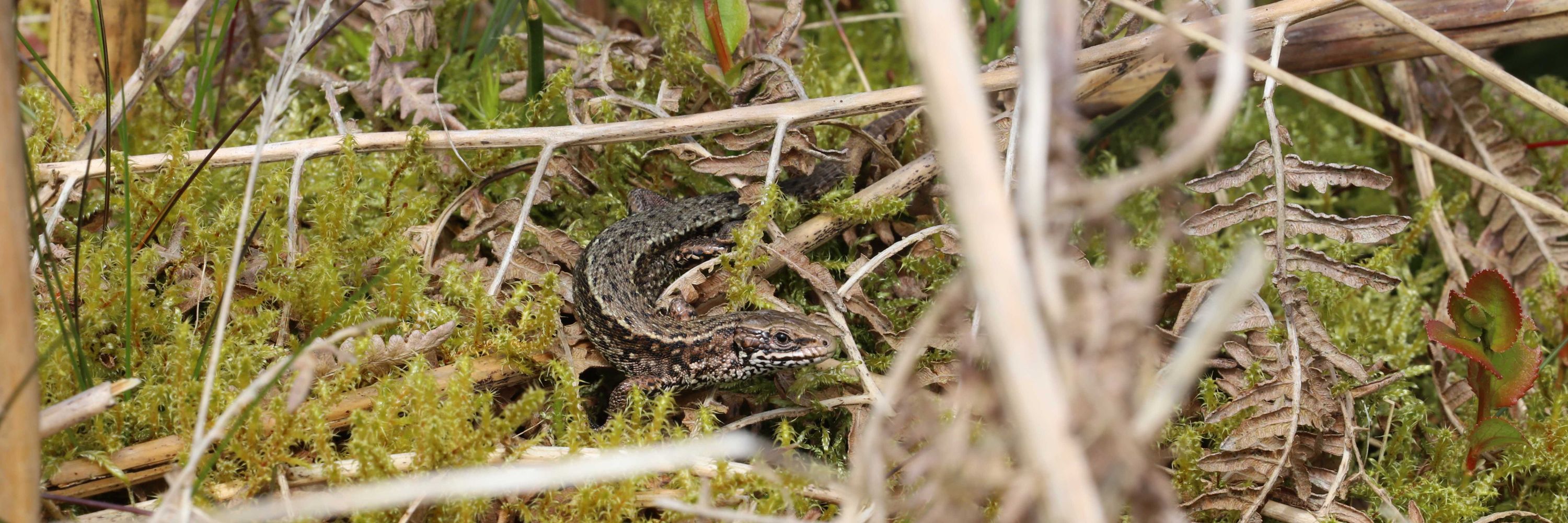 Matt Armes 🦎 🇪🇺