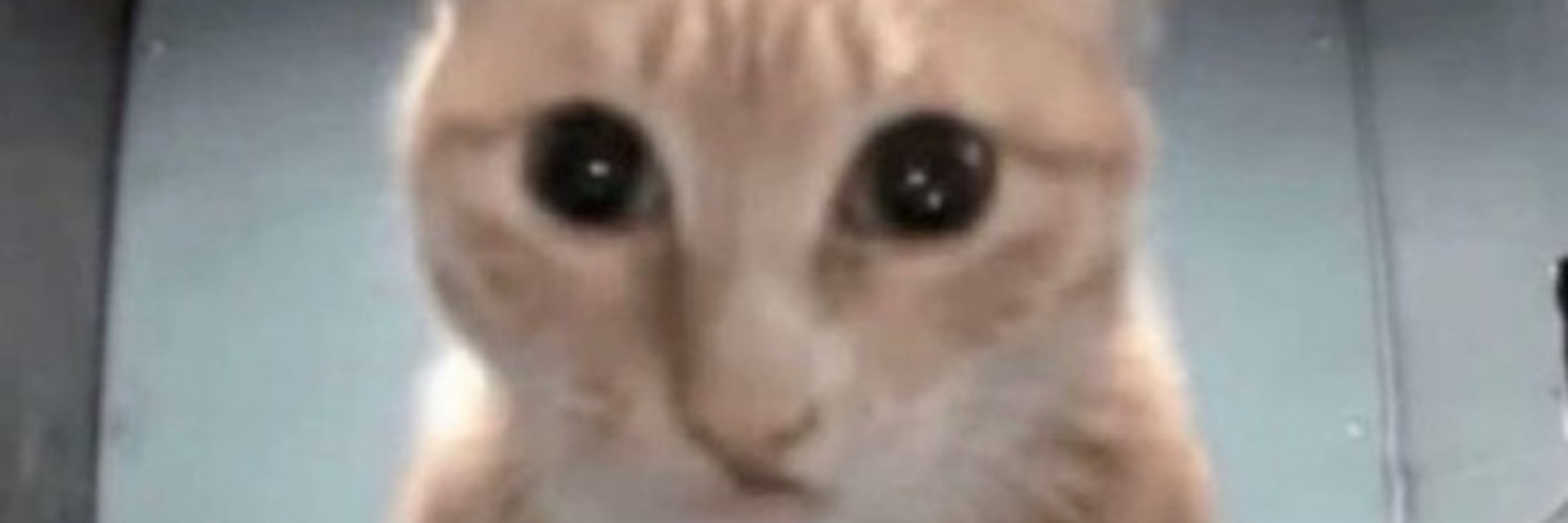Kitteh