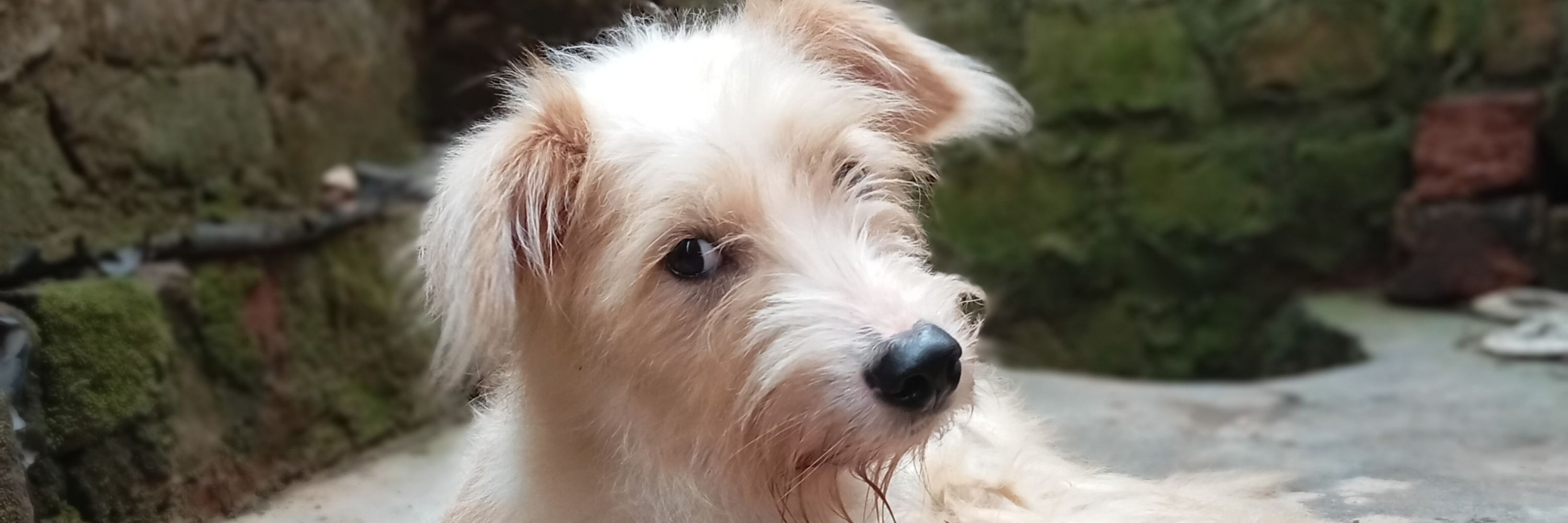 Happydogs-rescue
