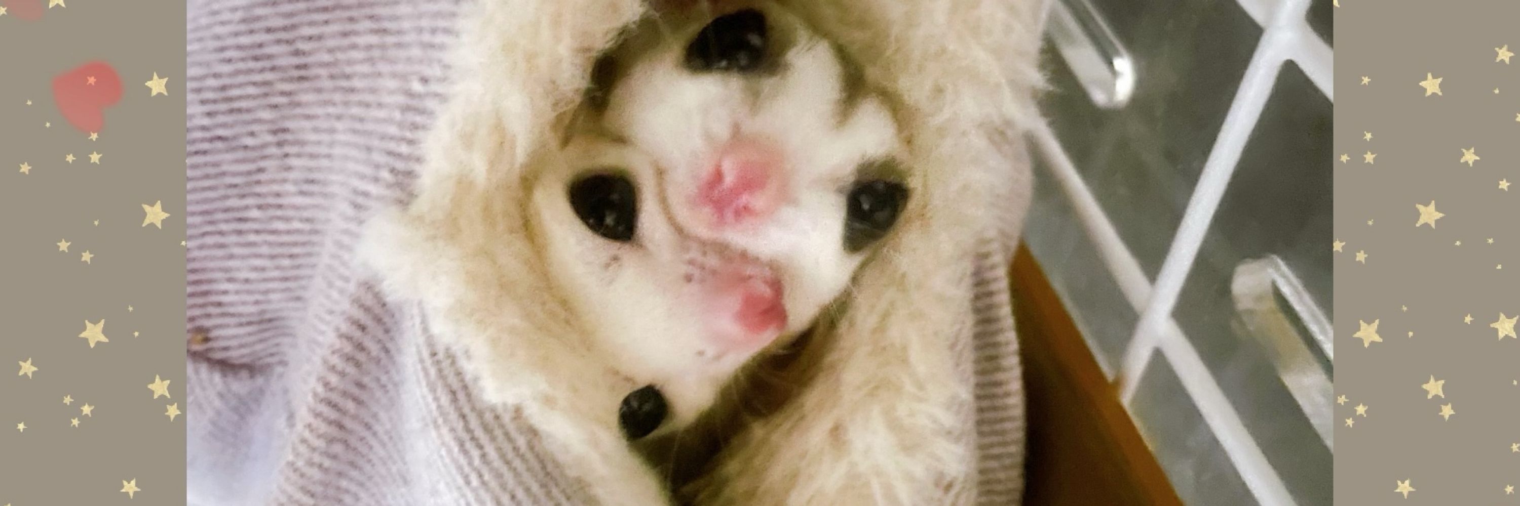 あやどら