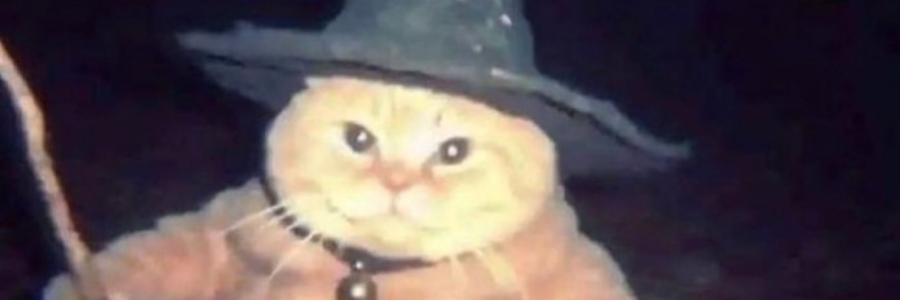 TacoDeKingBear