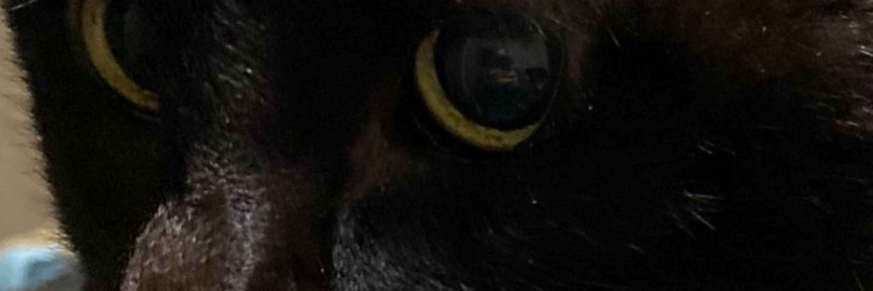 Keith S. ♿🐈‍⬛🐈‍⬛🇵🇸