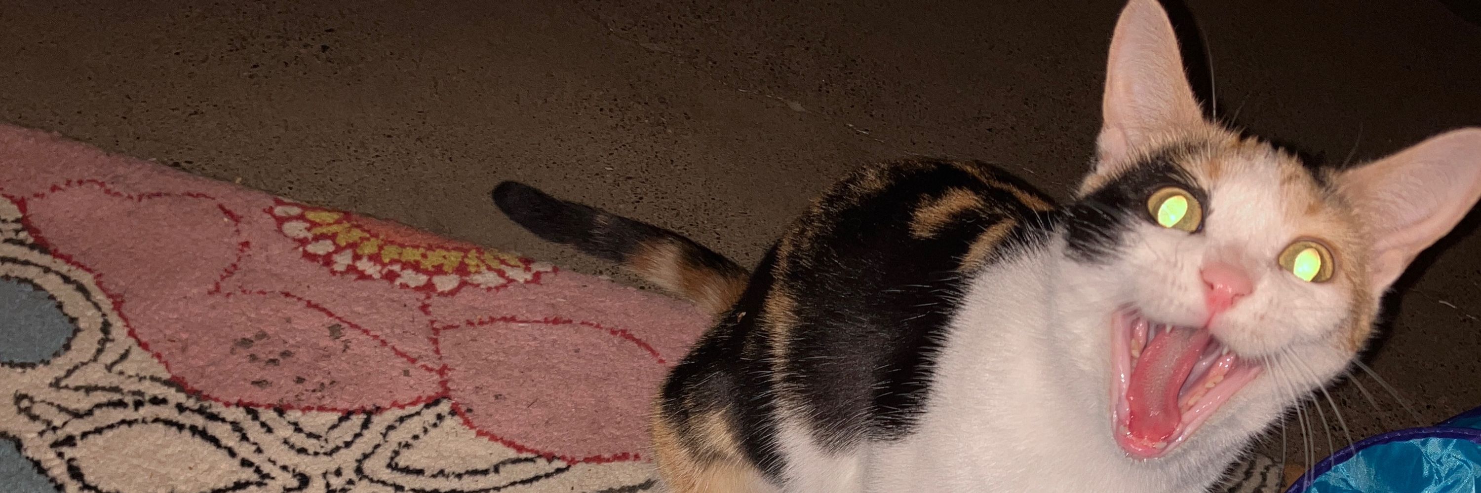 Tara!