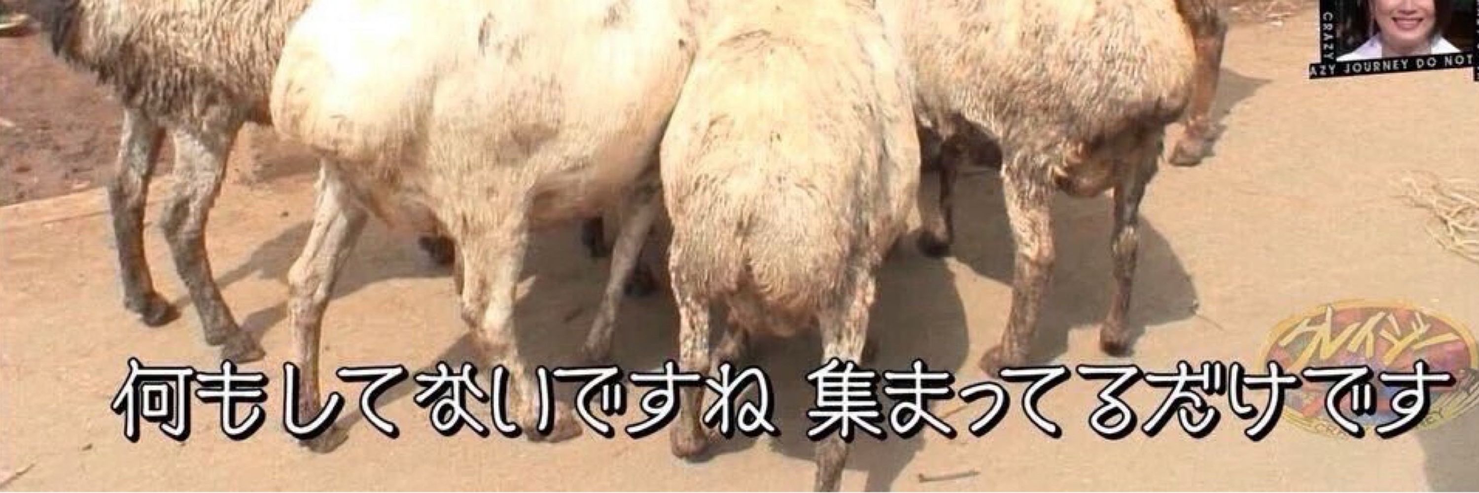 ほんま
