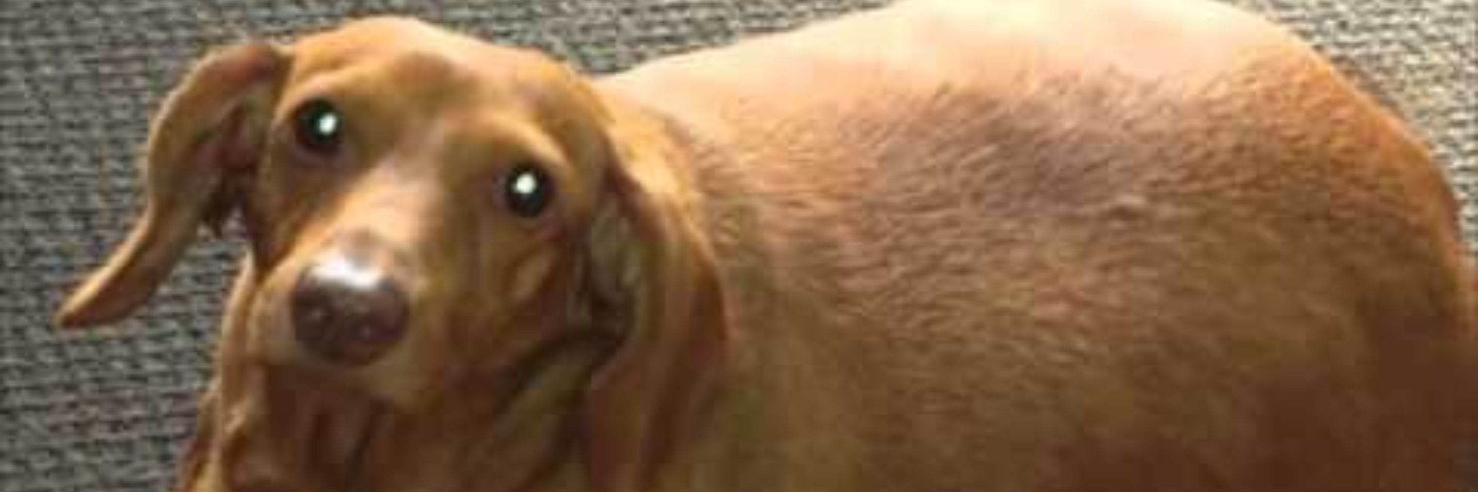 PedroSalsichaGordo