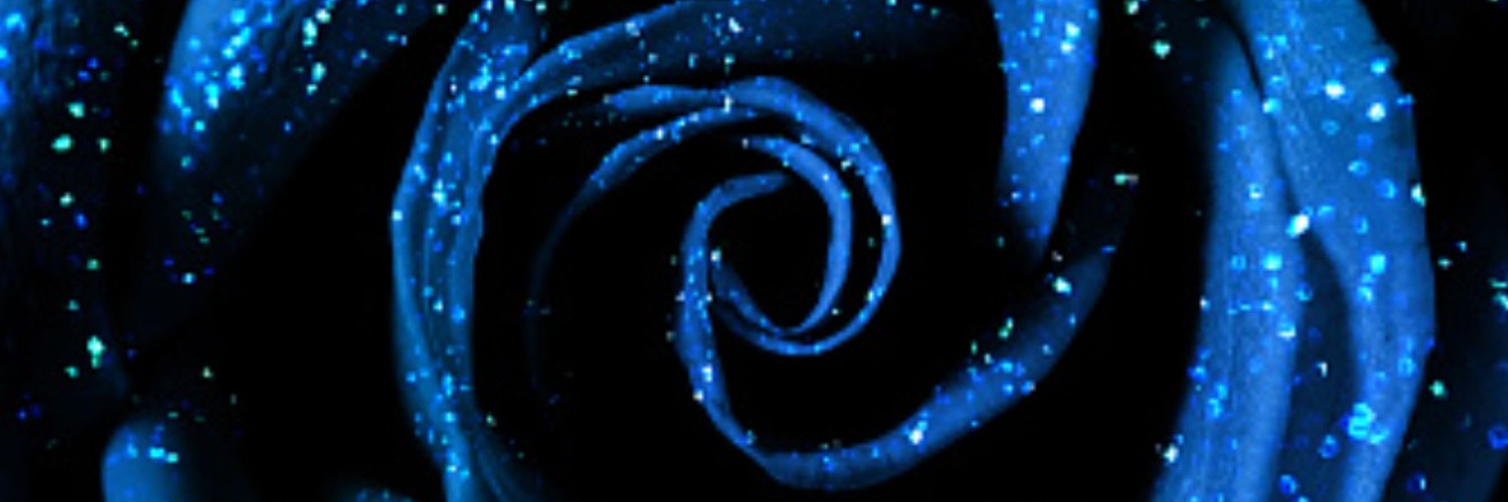 EclipsedRose