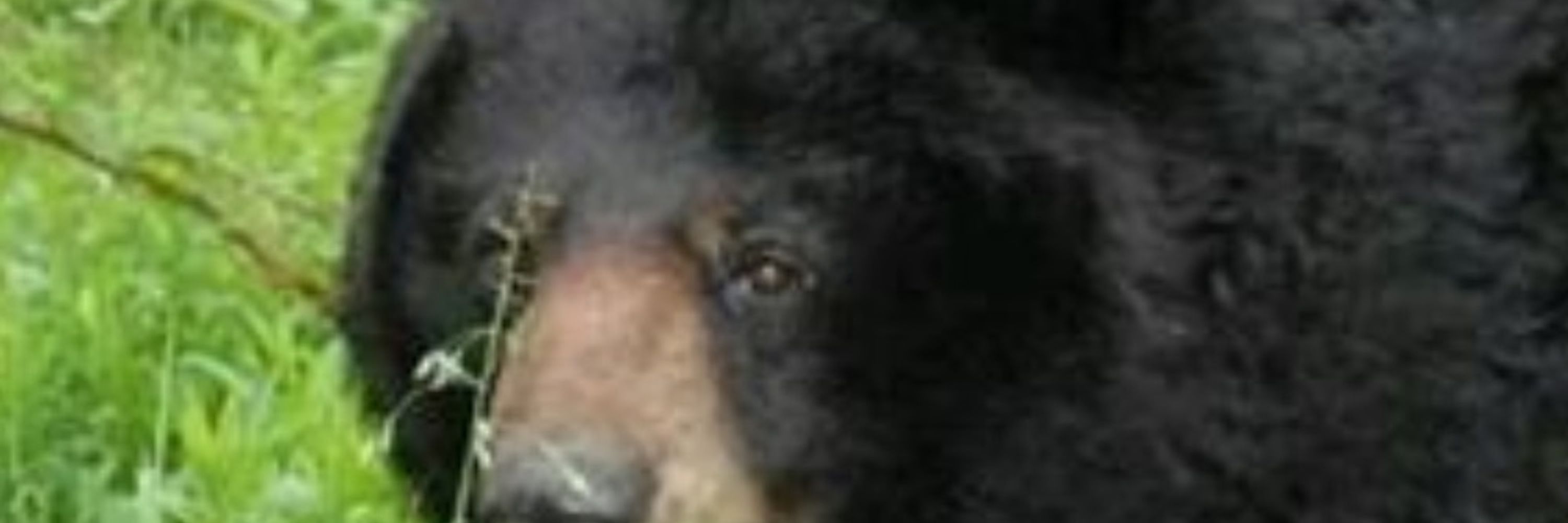 efci
