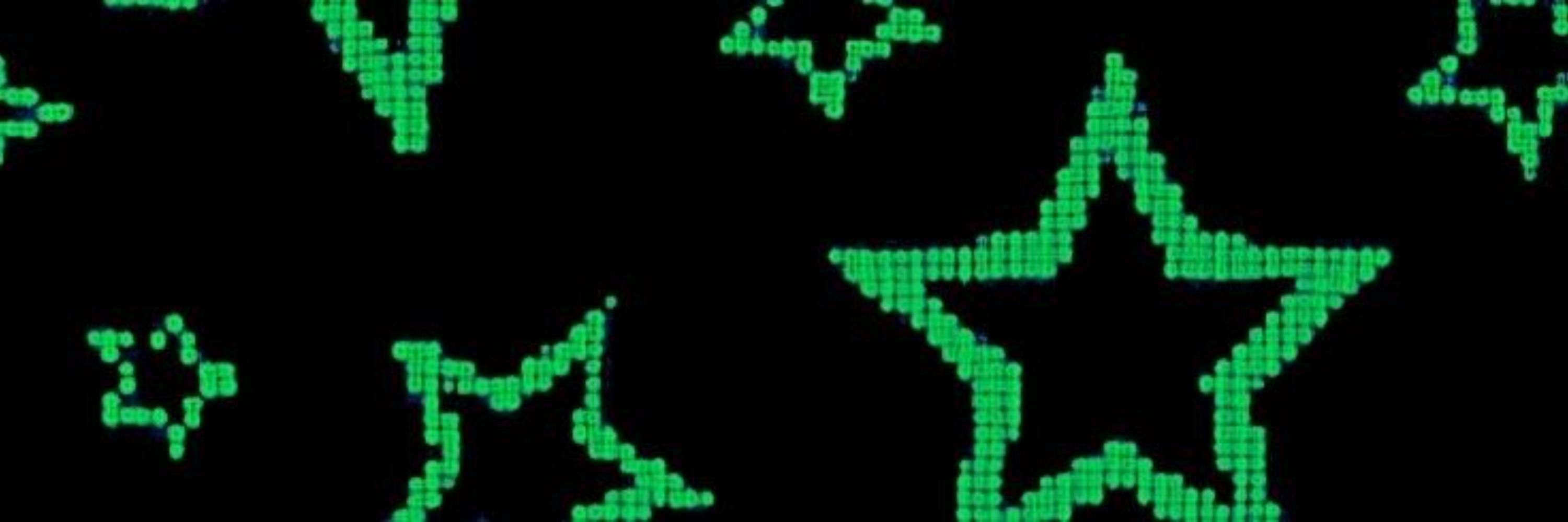 lizard