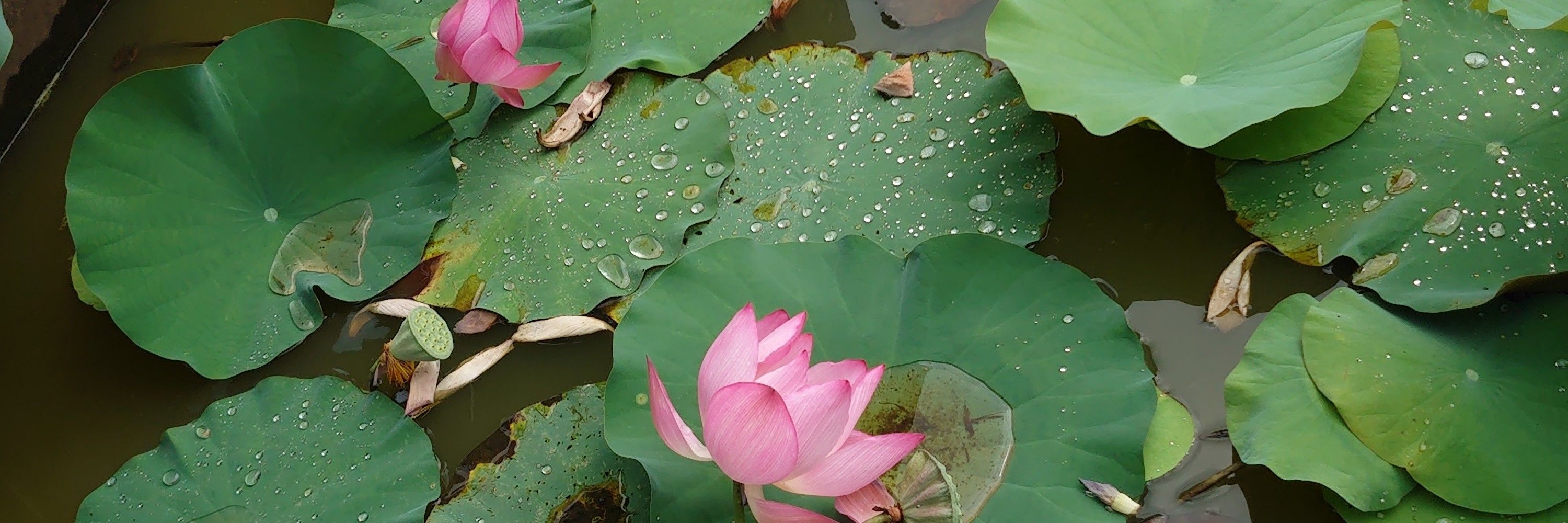 上朱