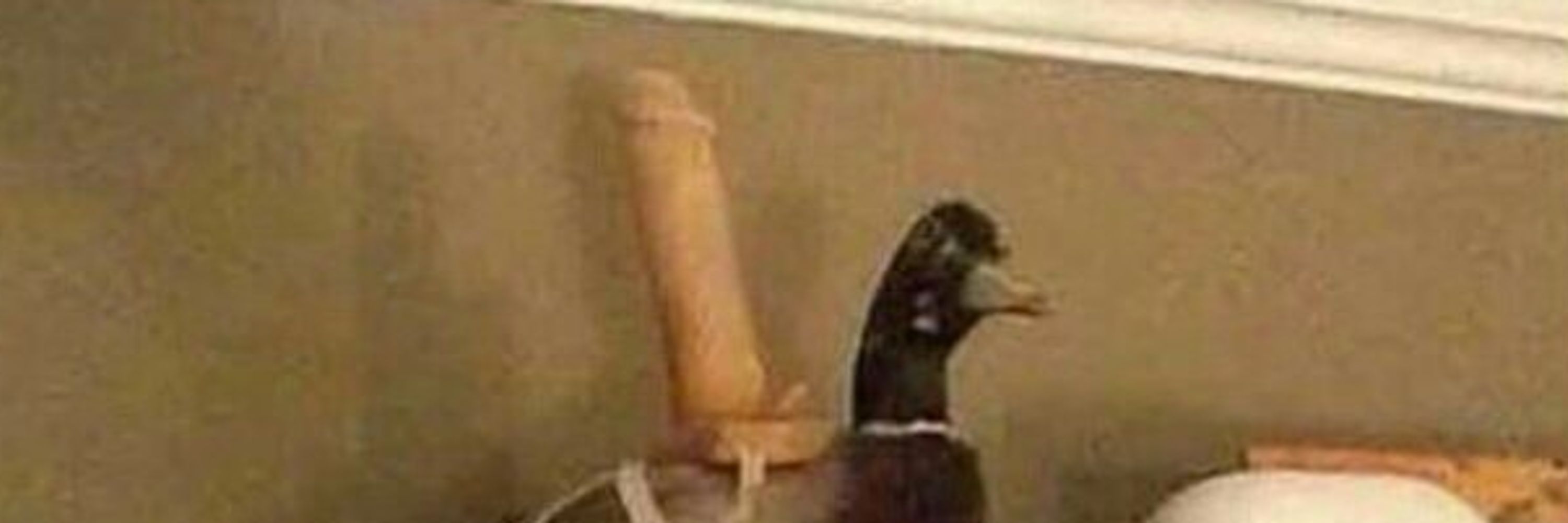 Boss 🦆