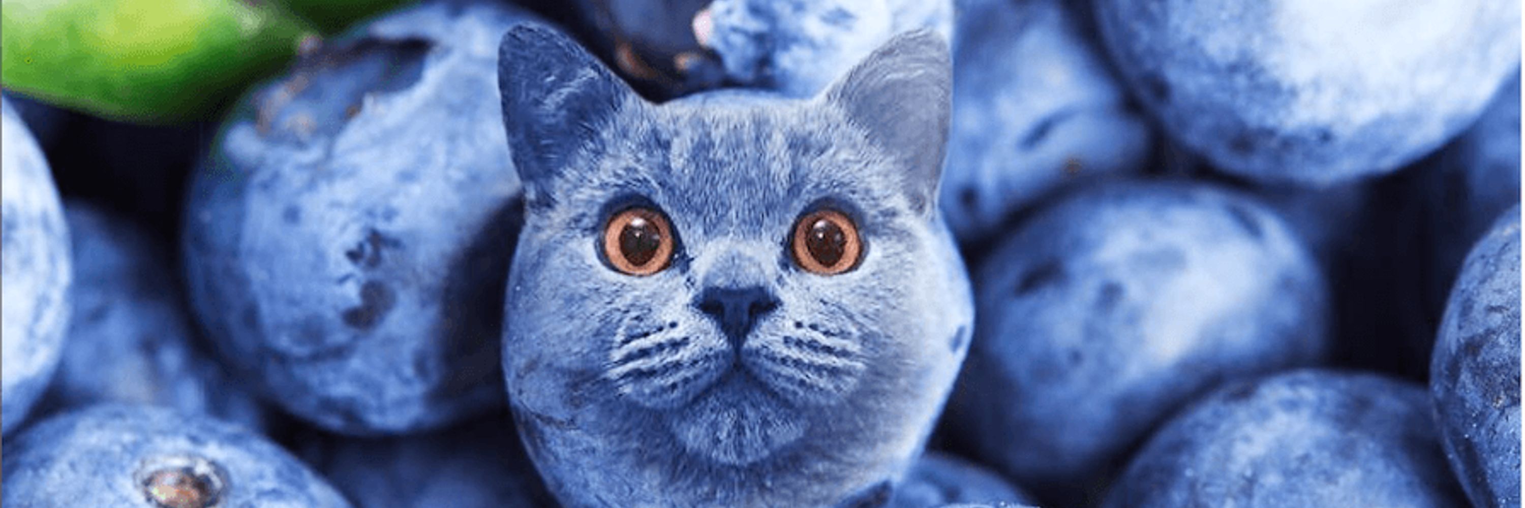 cronchycats