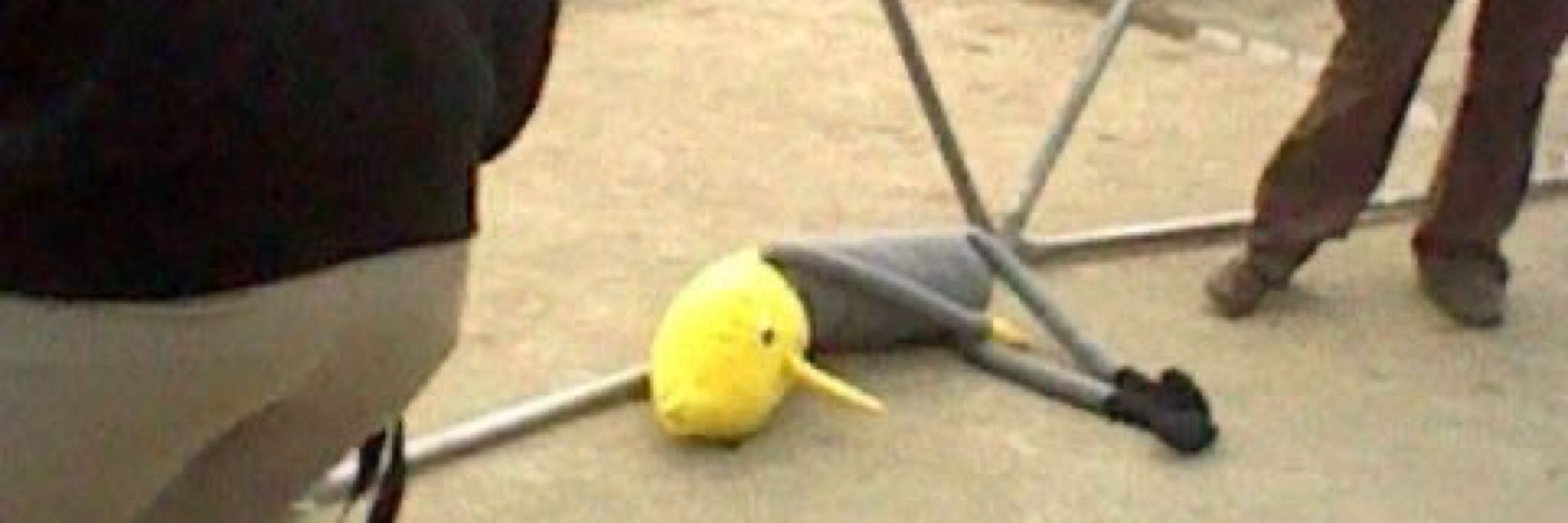 🦤