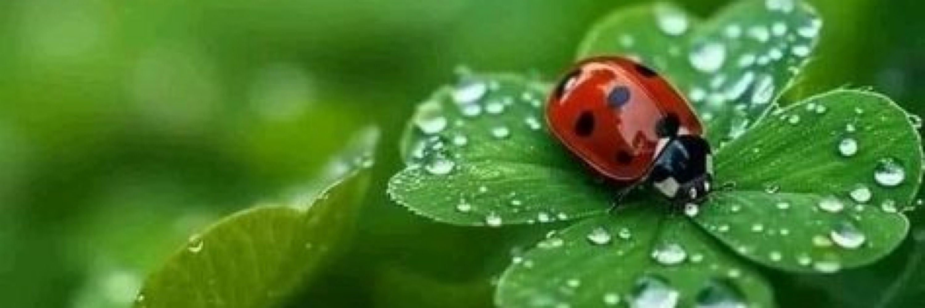 Karen 🐞 Ladybug