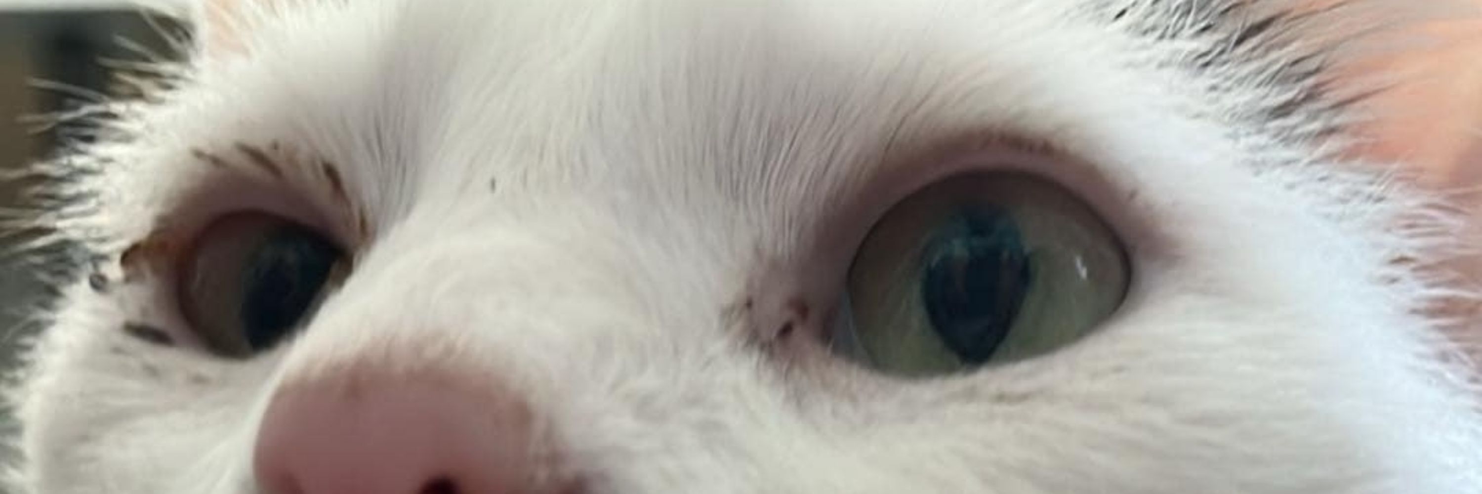 June the Cat