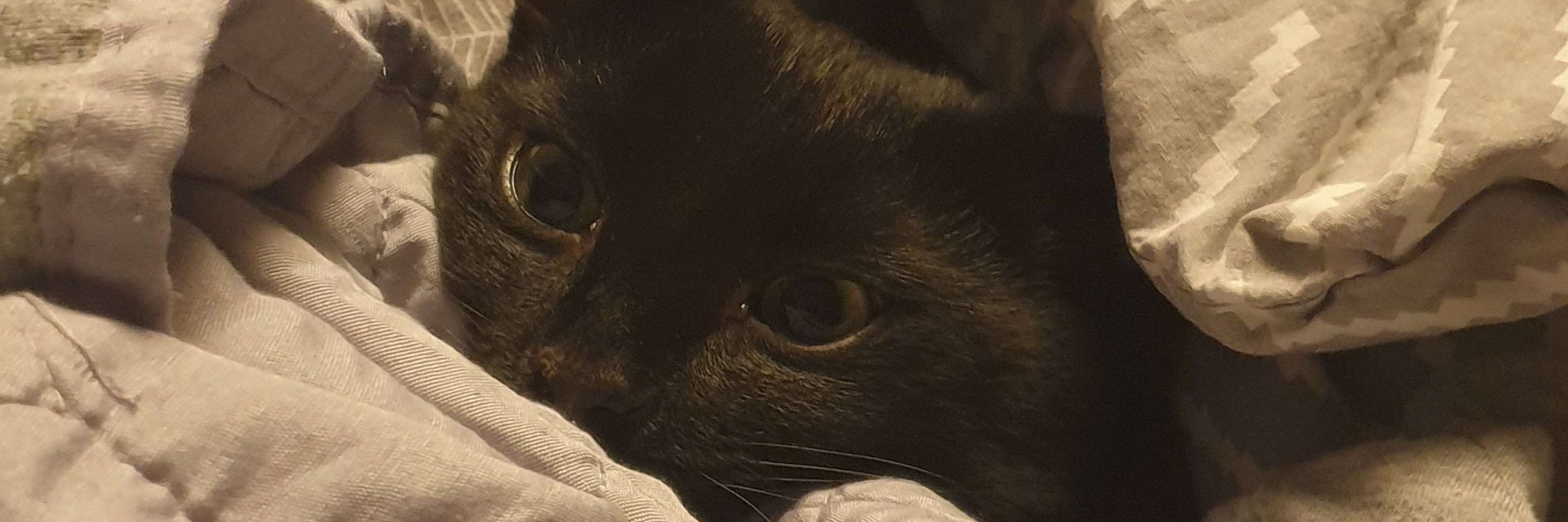 Cats go Brrrrt