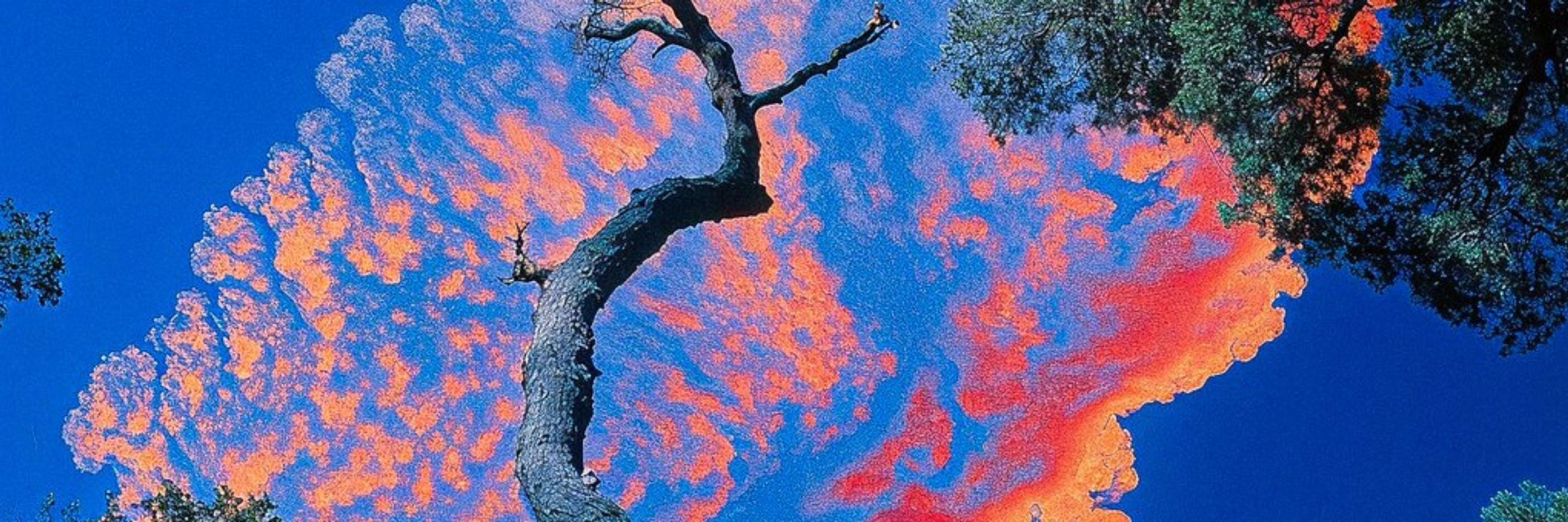 🎞