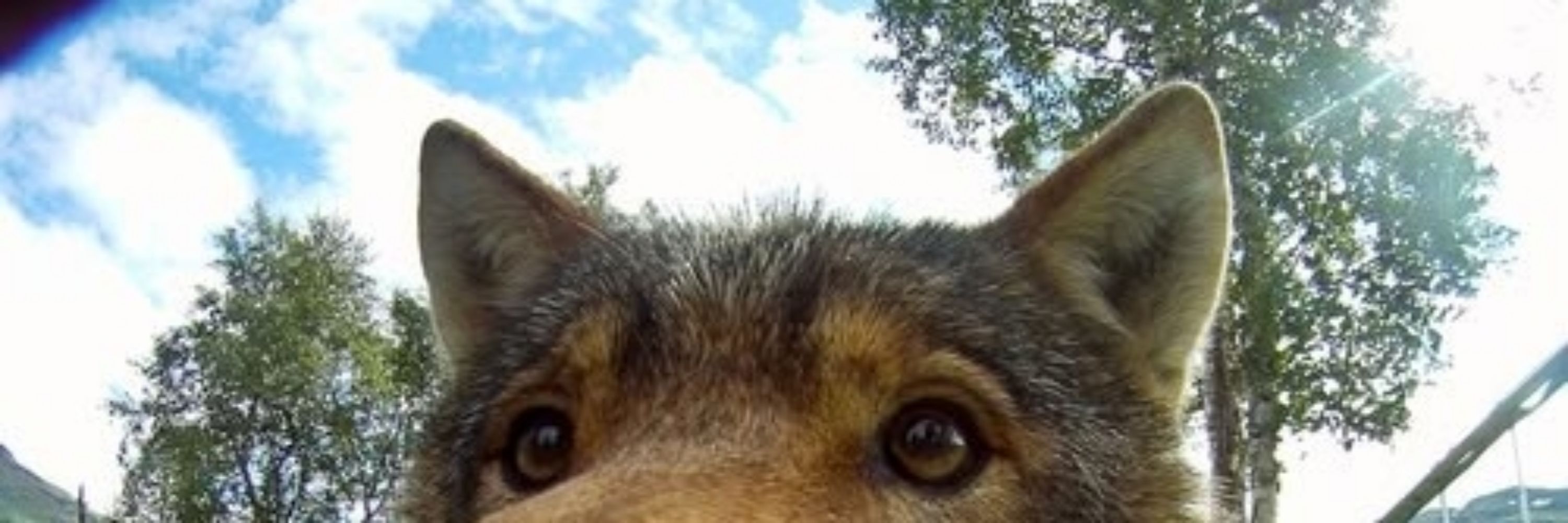 awoo
