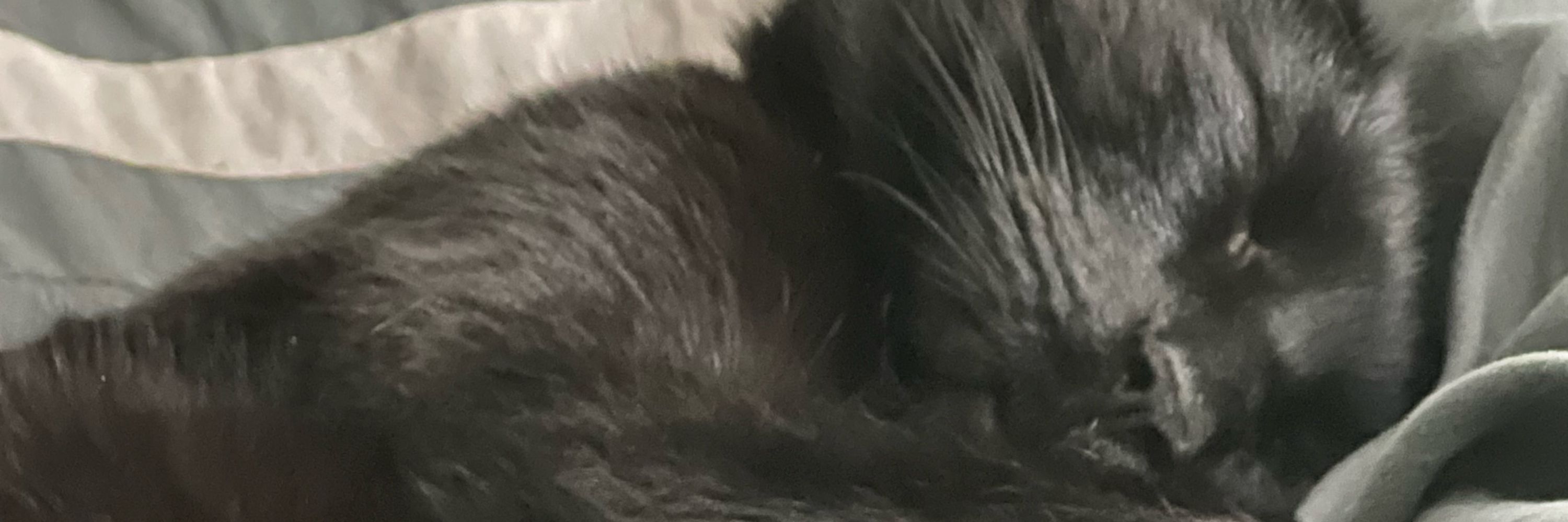 Steve Beans