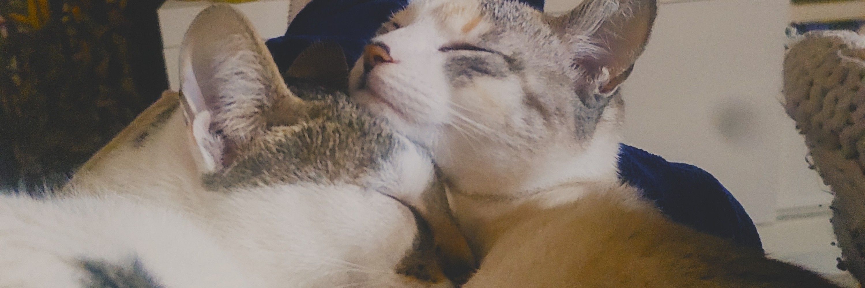 Nininha