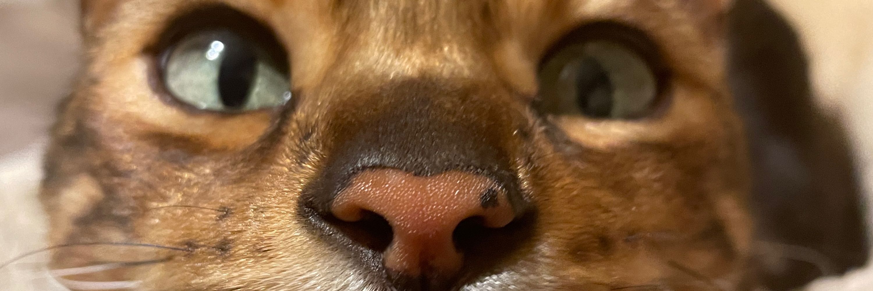 Pippo
