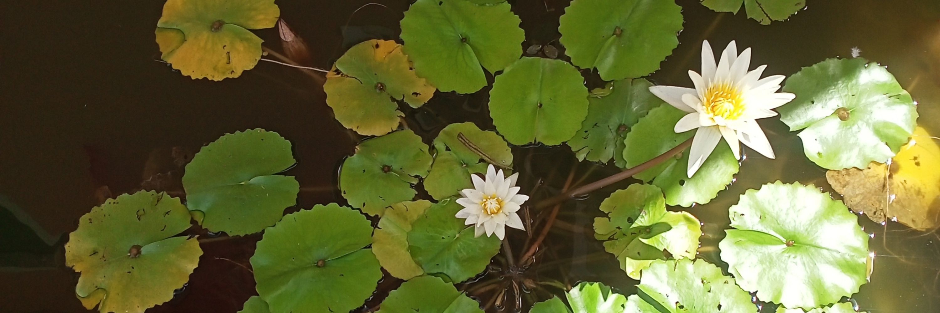 หมอแนนนวดลพบุรี