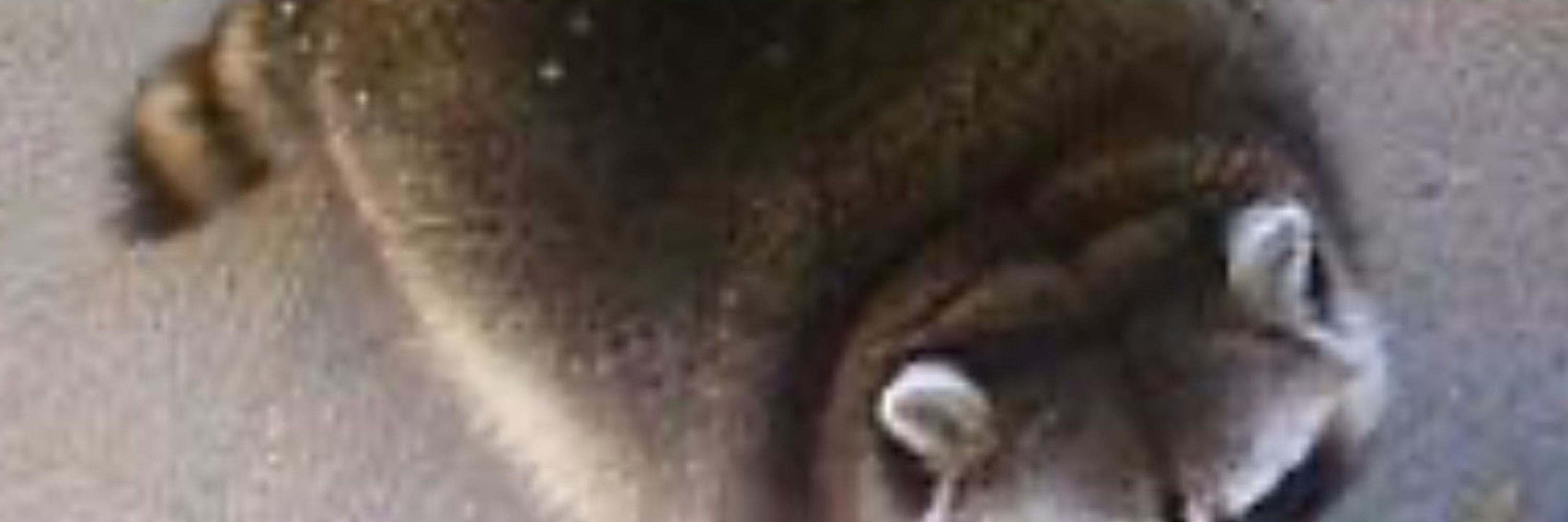Scott