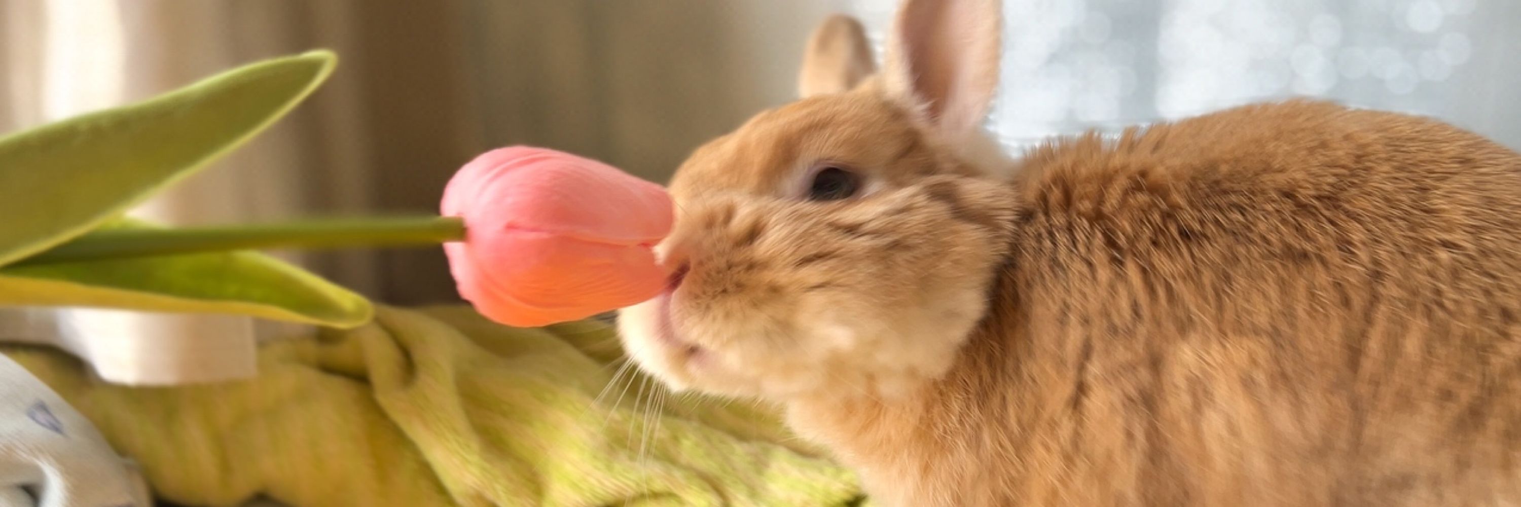 なこ
