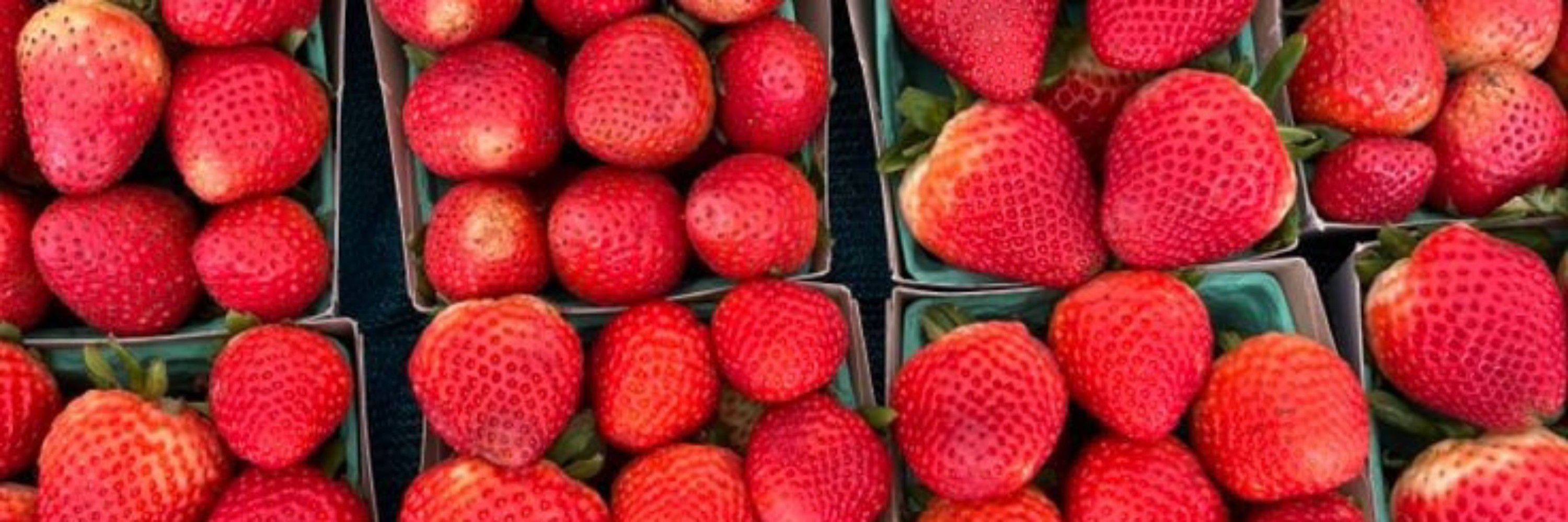 Bibis ama morangos !🍓