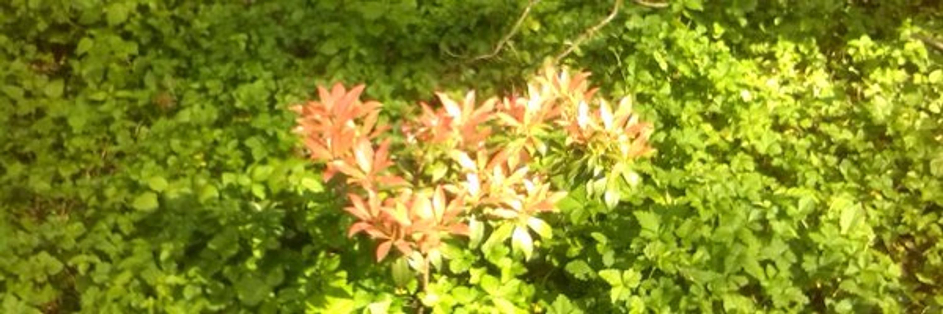 Rhasakani