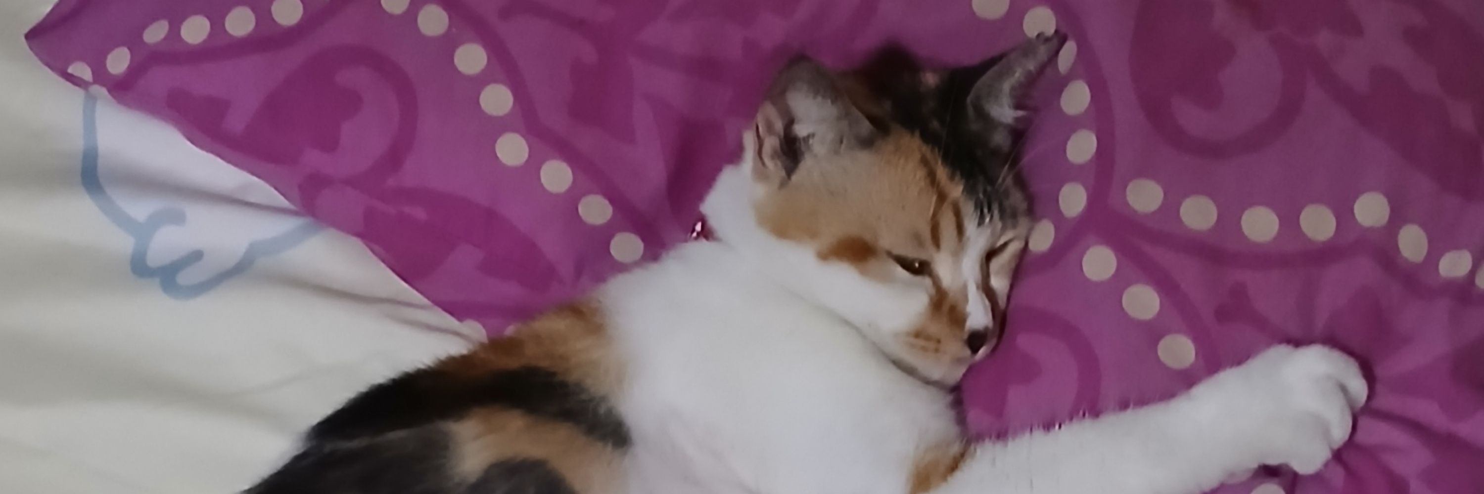 liloganteng