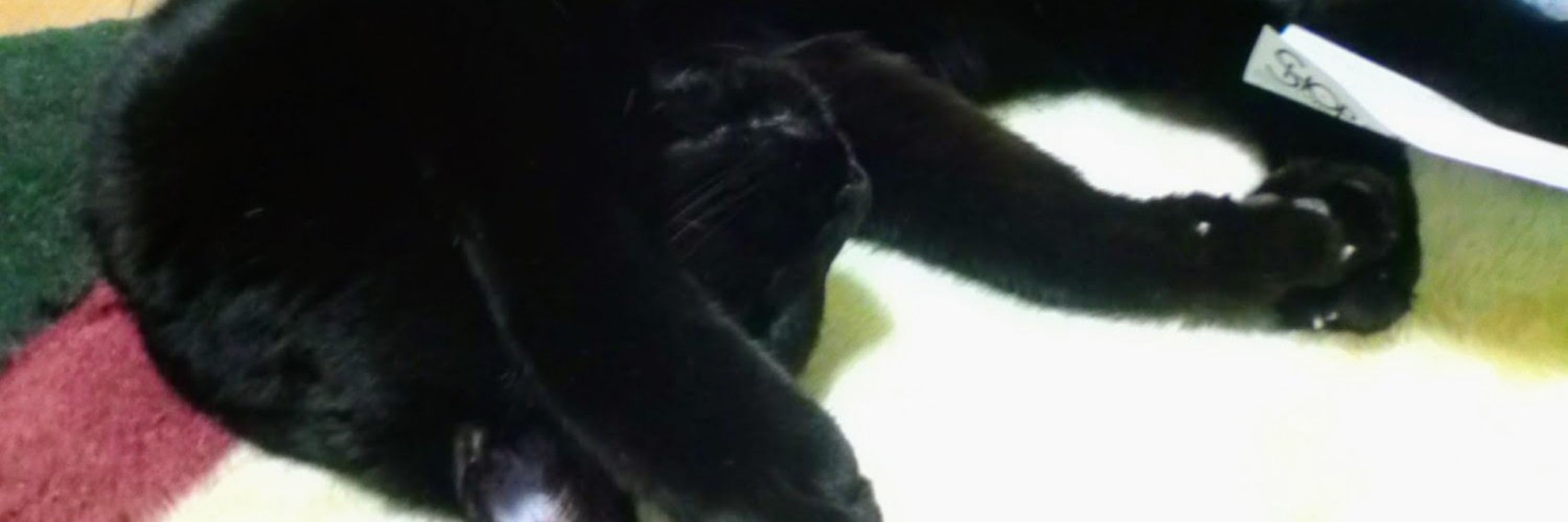 猫神様