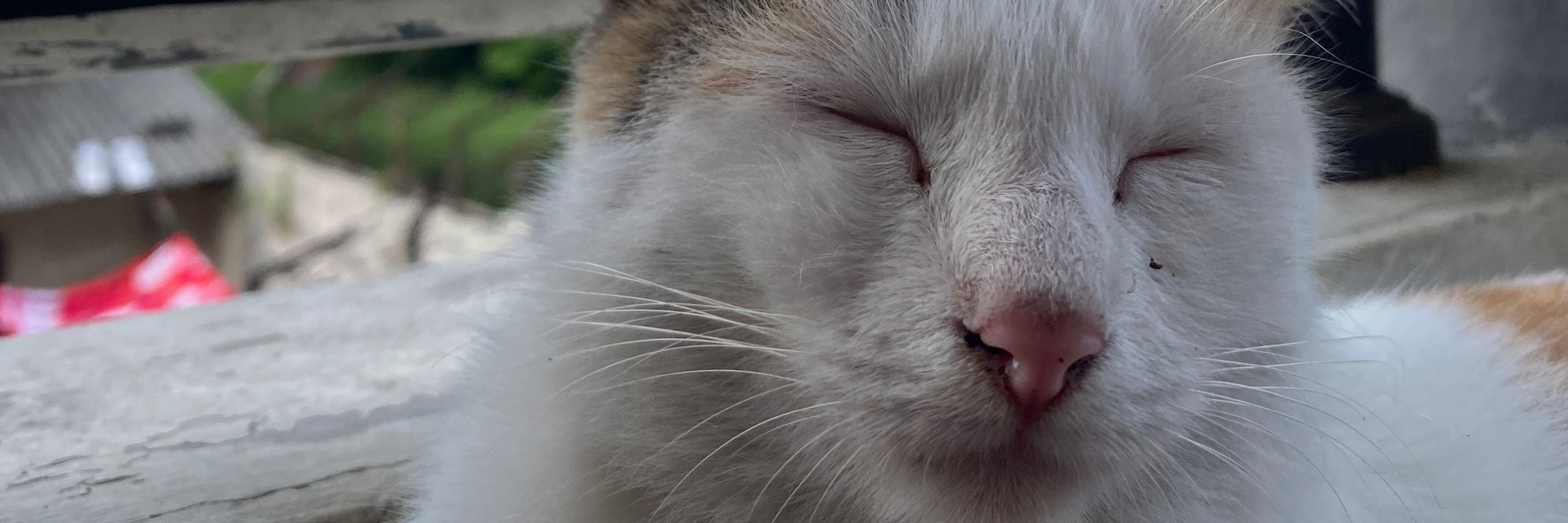 Reason u love cats
