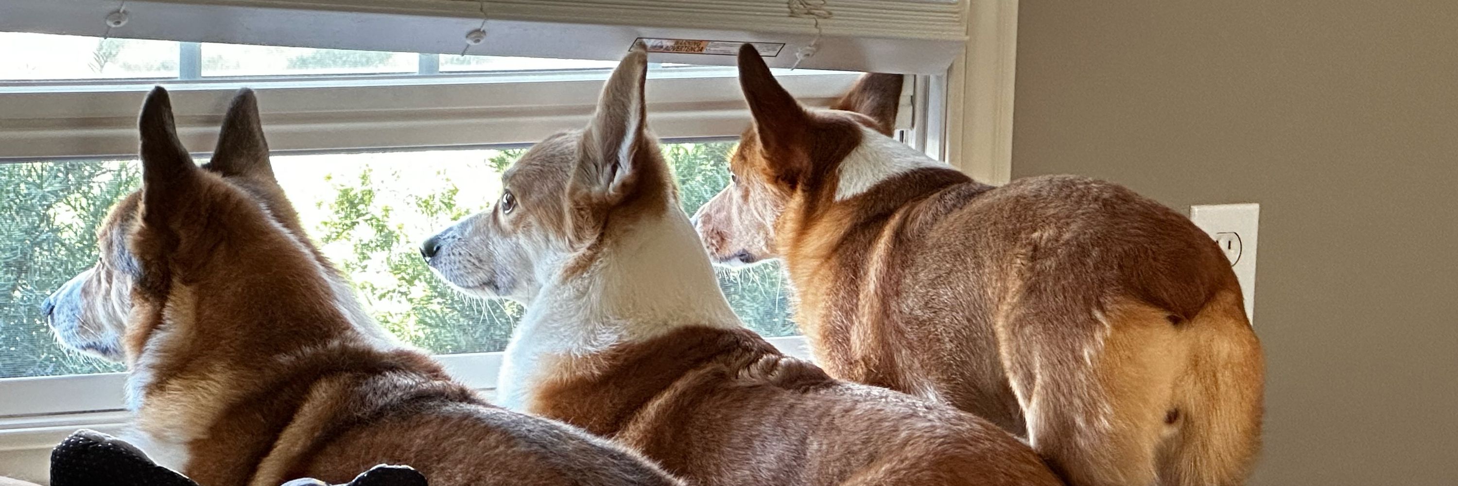 Corgi