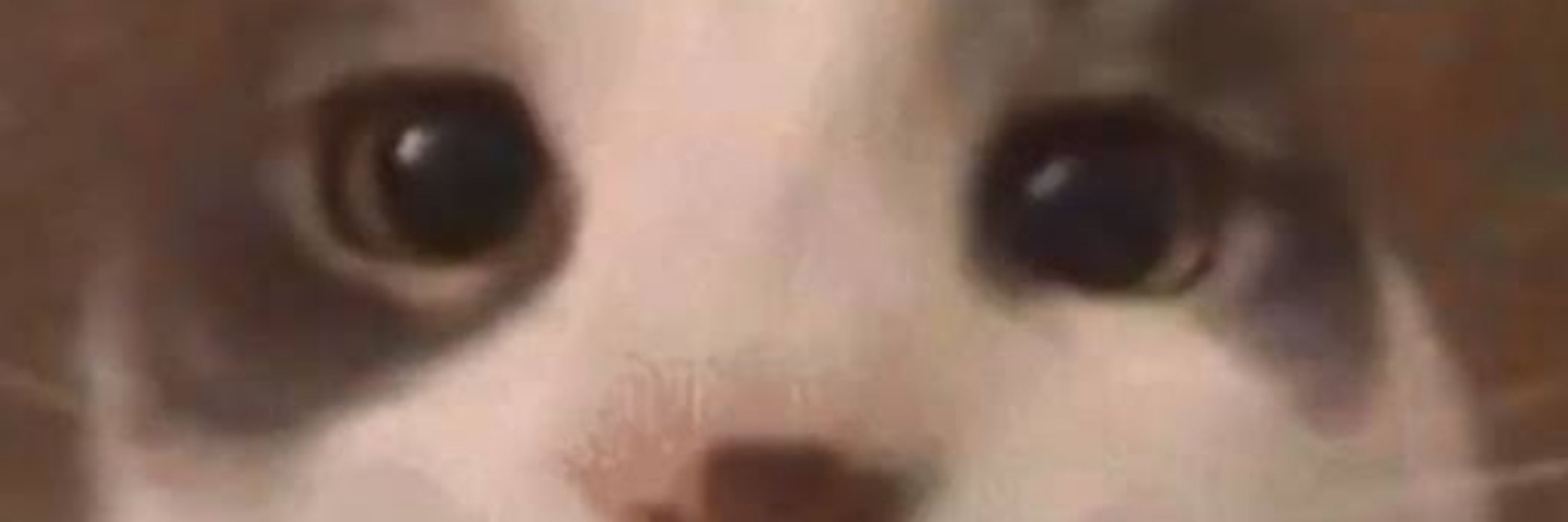 lucascat