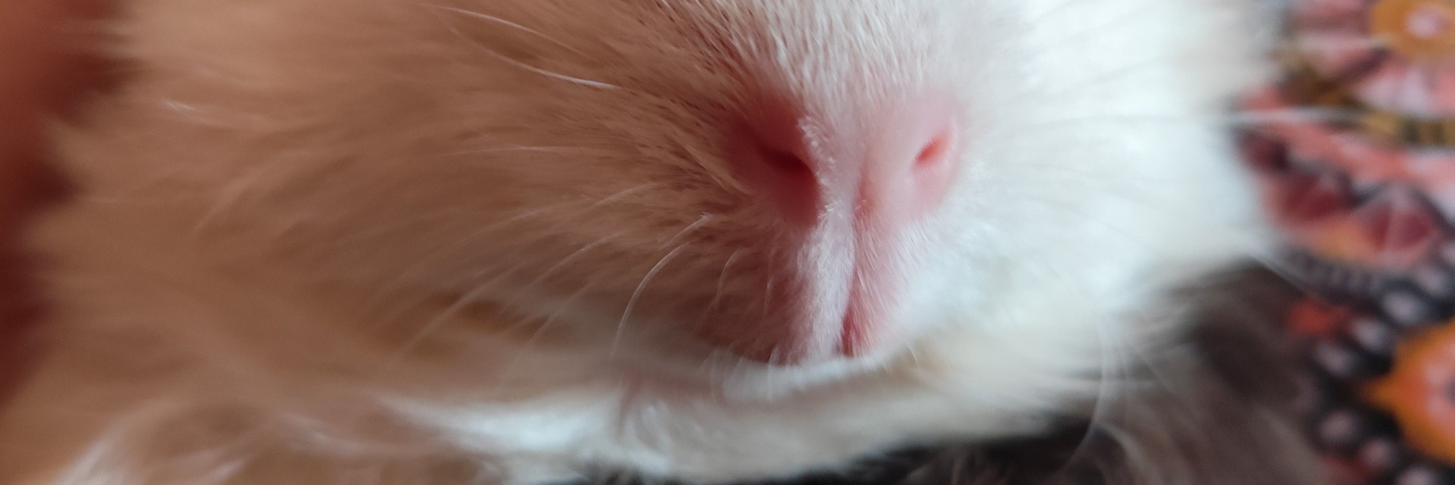 Dorminiki