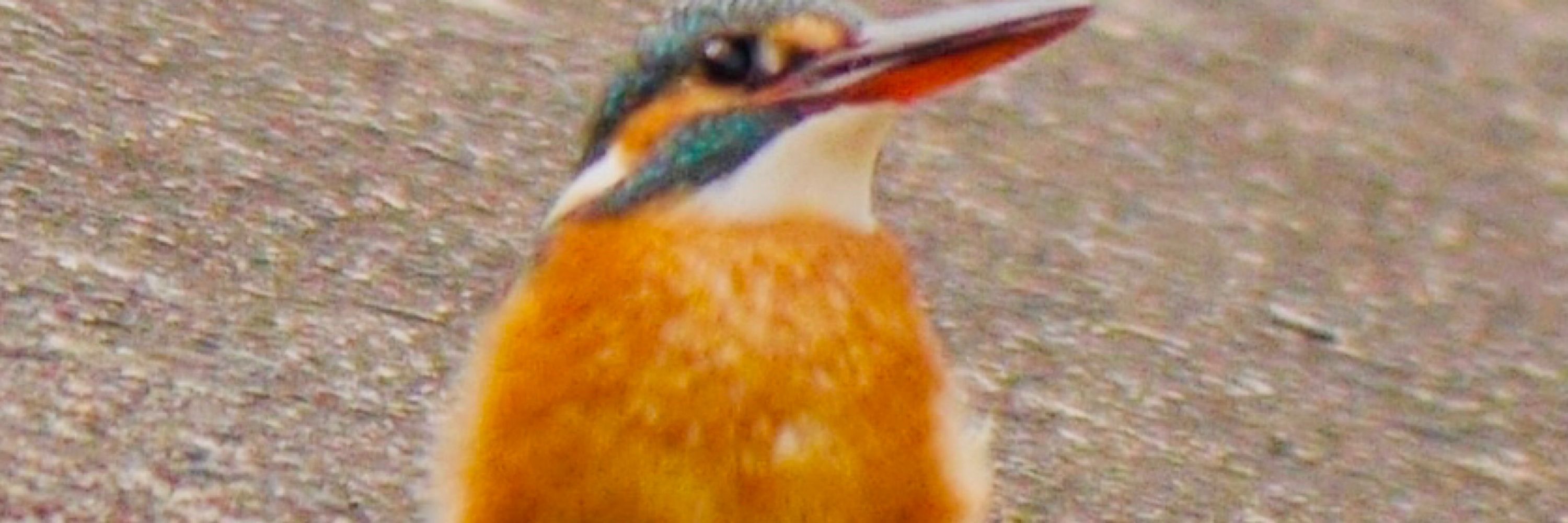 Luminous Orange
