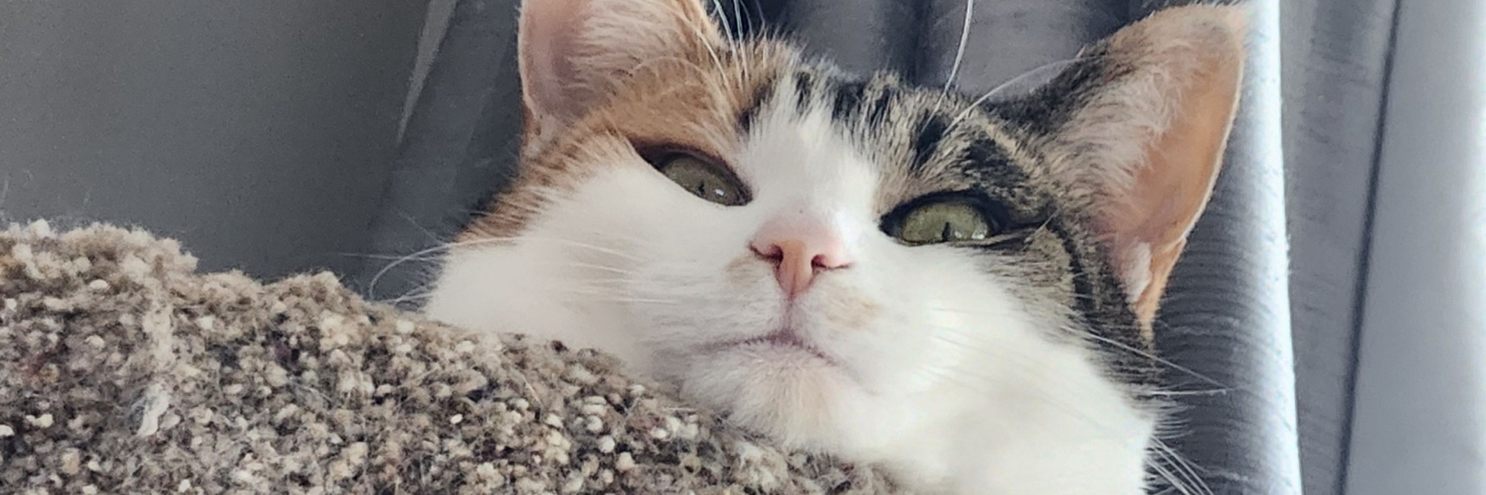 Mimimalwaysblue