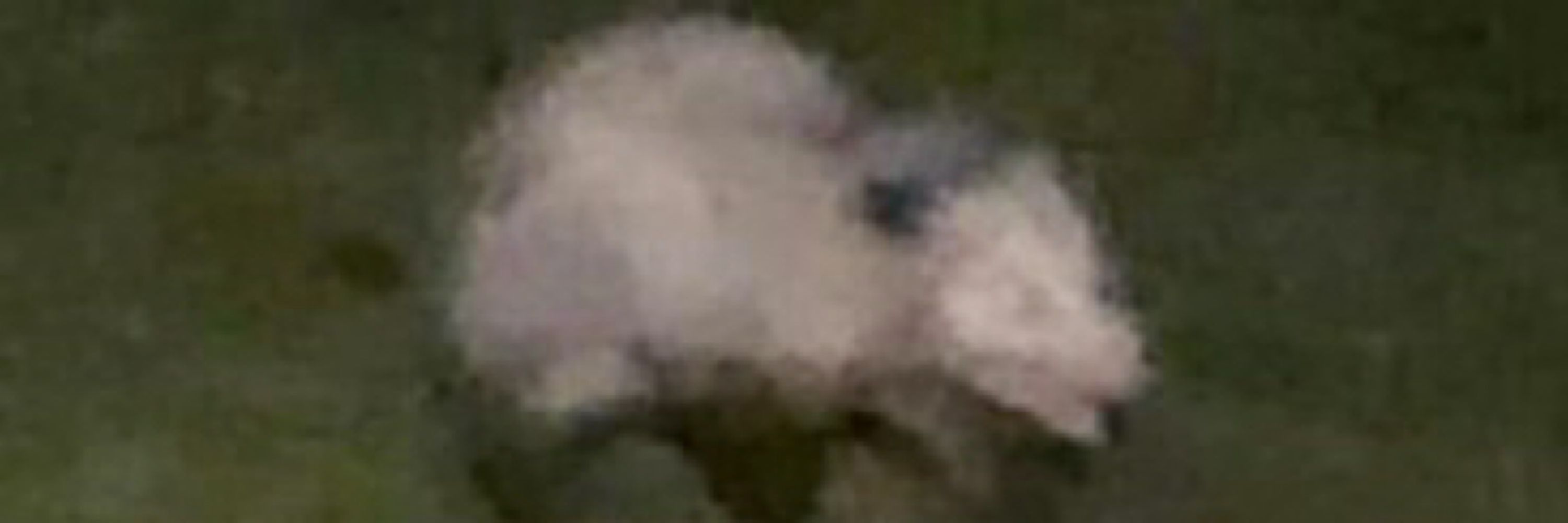 darling wyrm