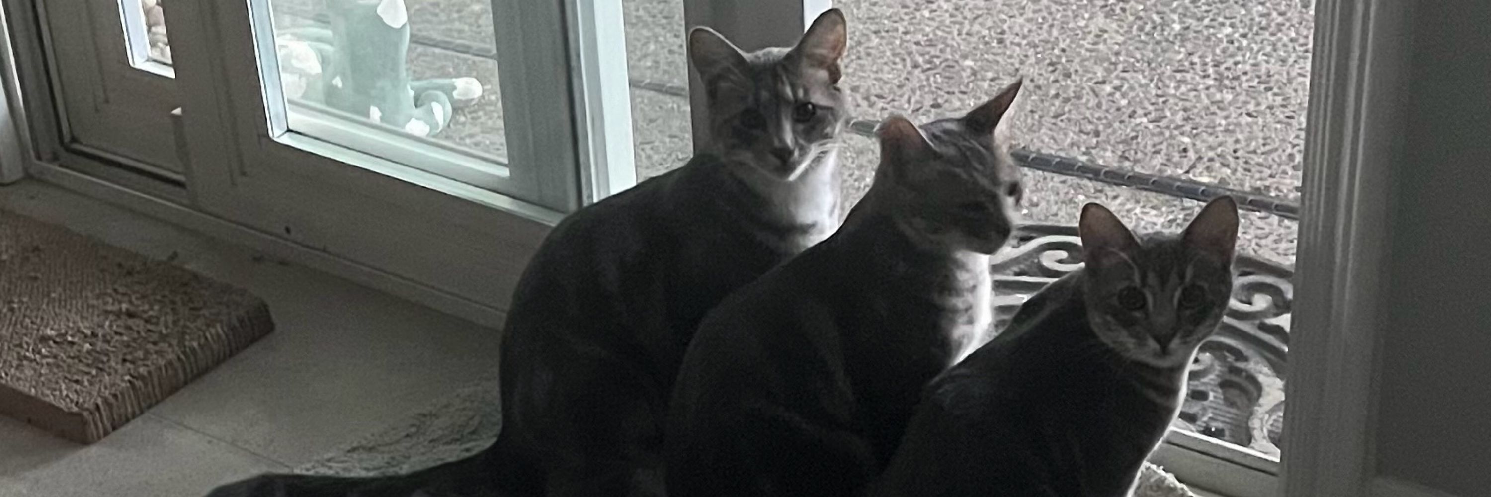 OldCatLady