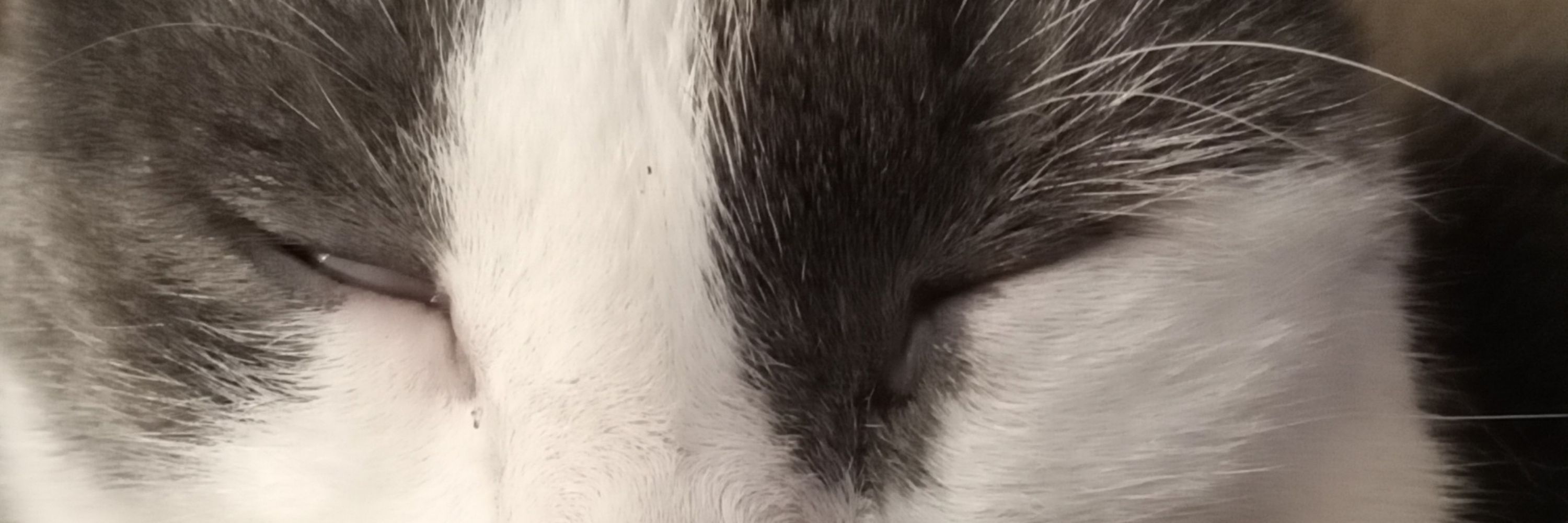 Cat Sleeping Faces