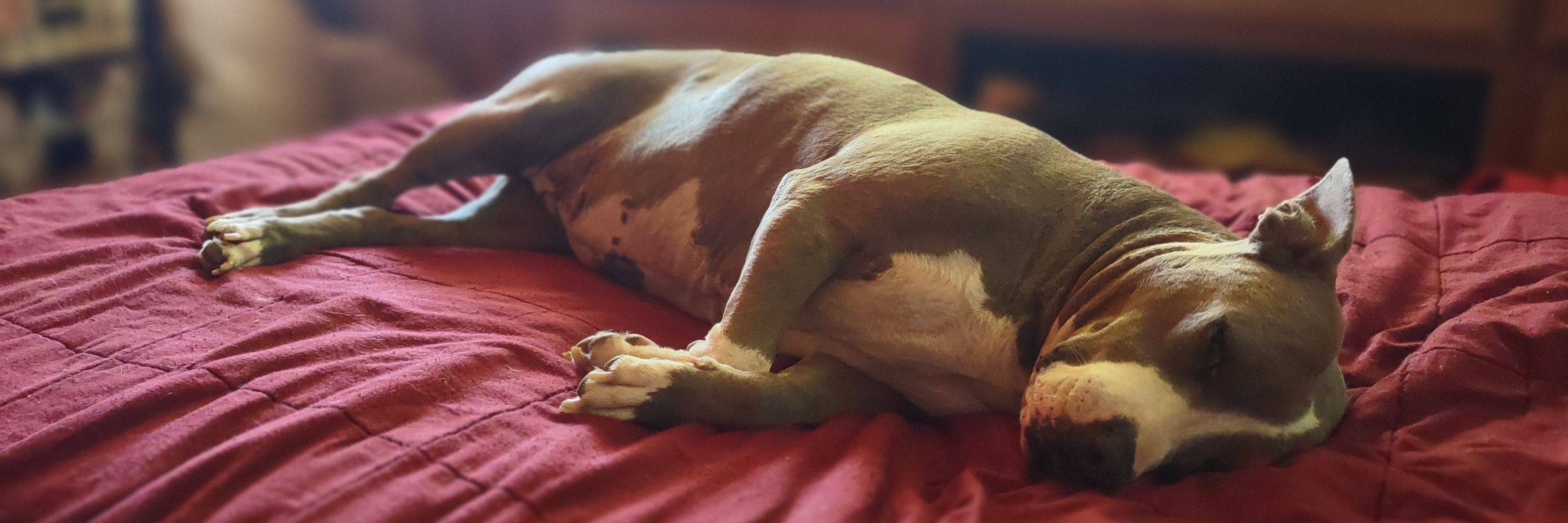 Evelyn the Perfect Pitty