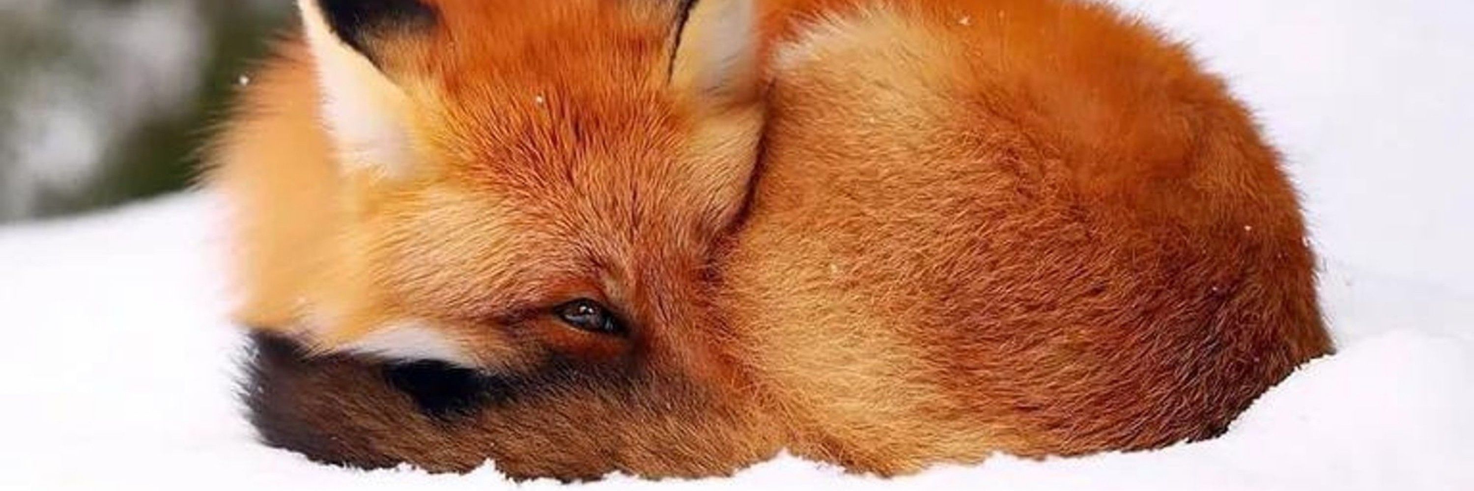 dustyFox